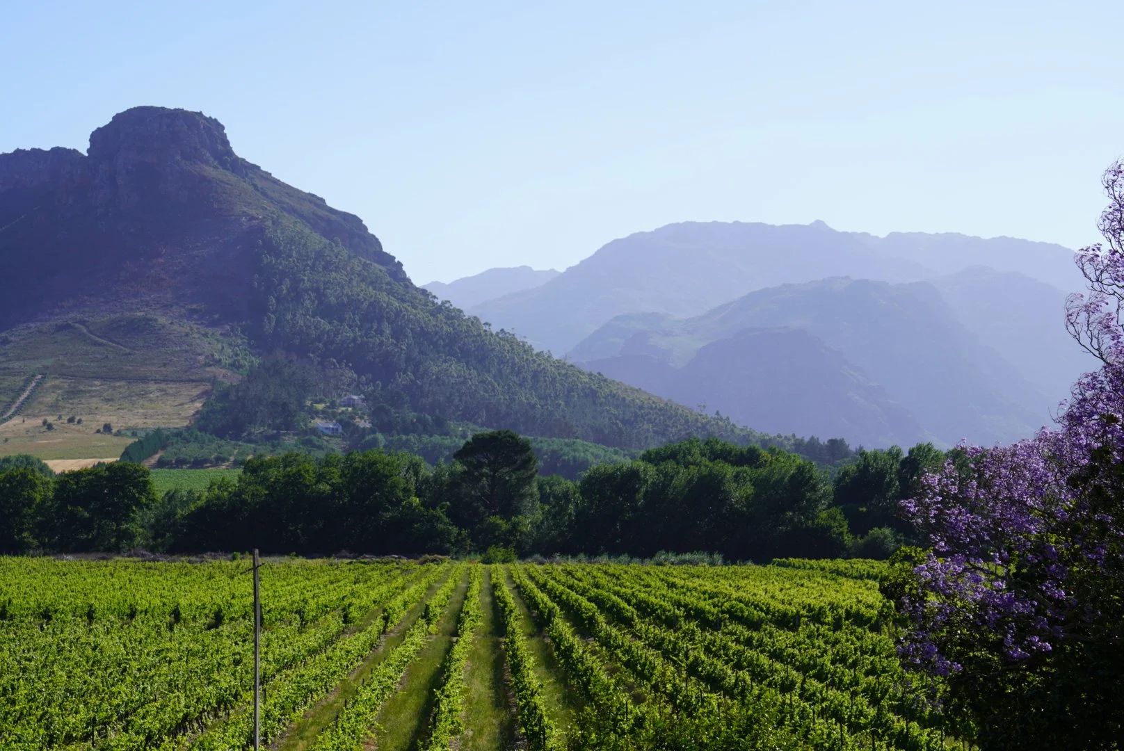  Cape Winelands — Stellenbosch &amp; Franschhoek