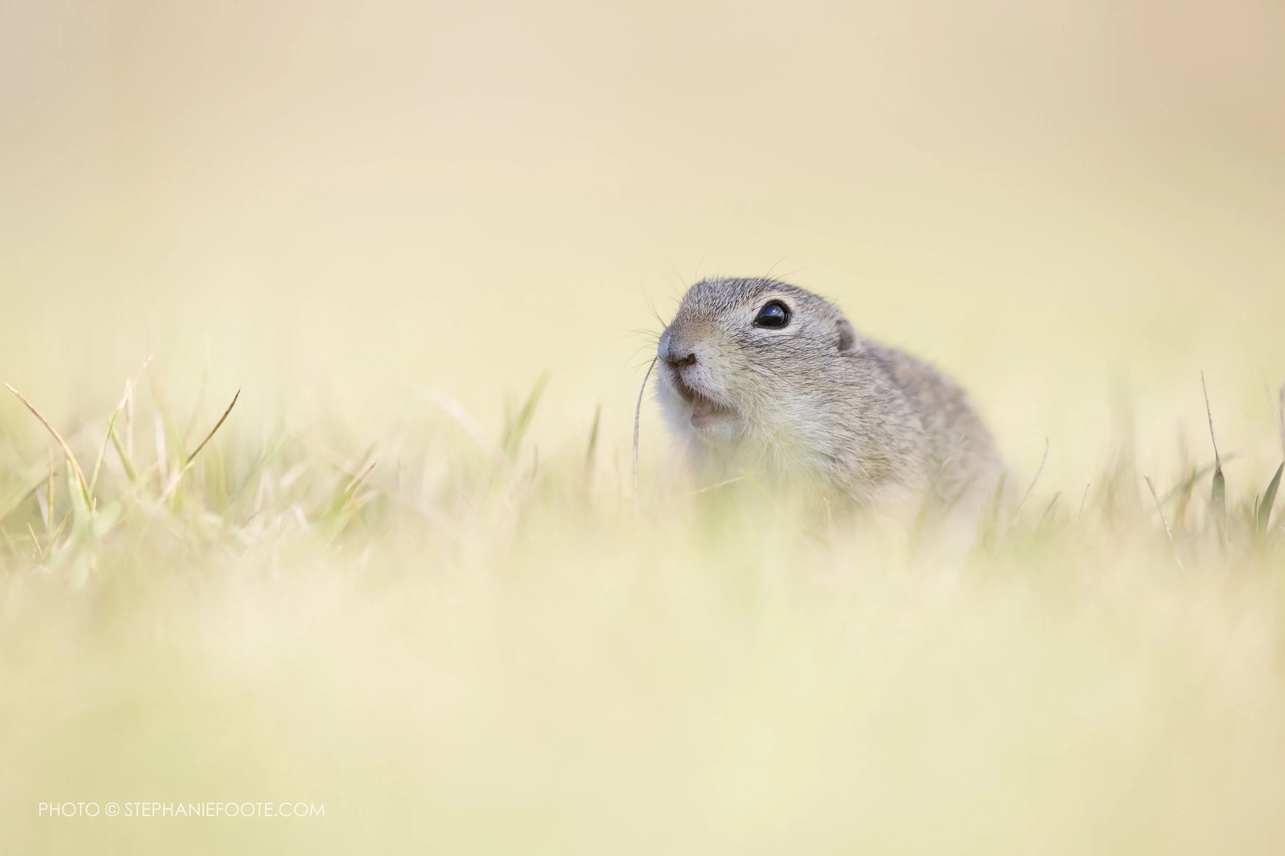 groundsquirrelwm.jpg