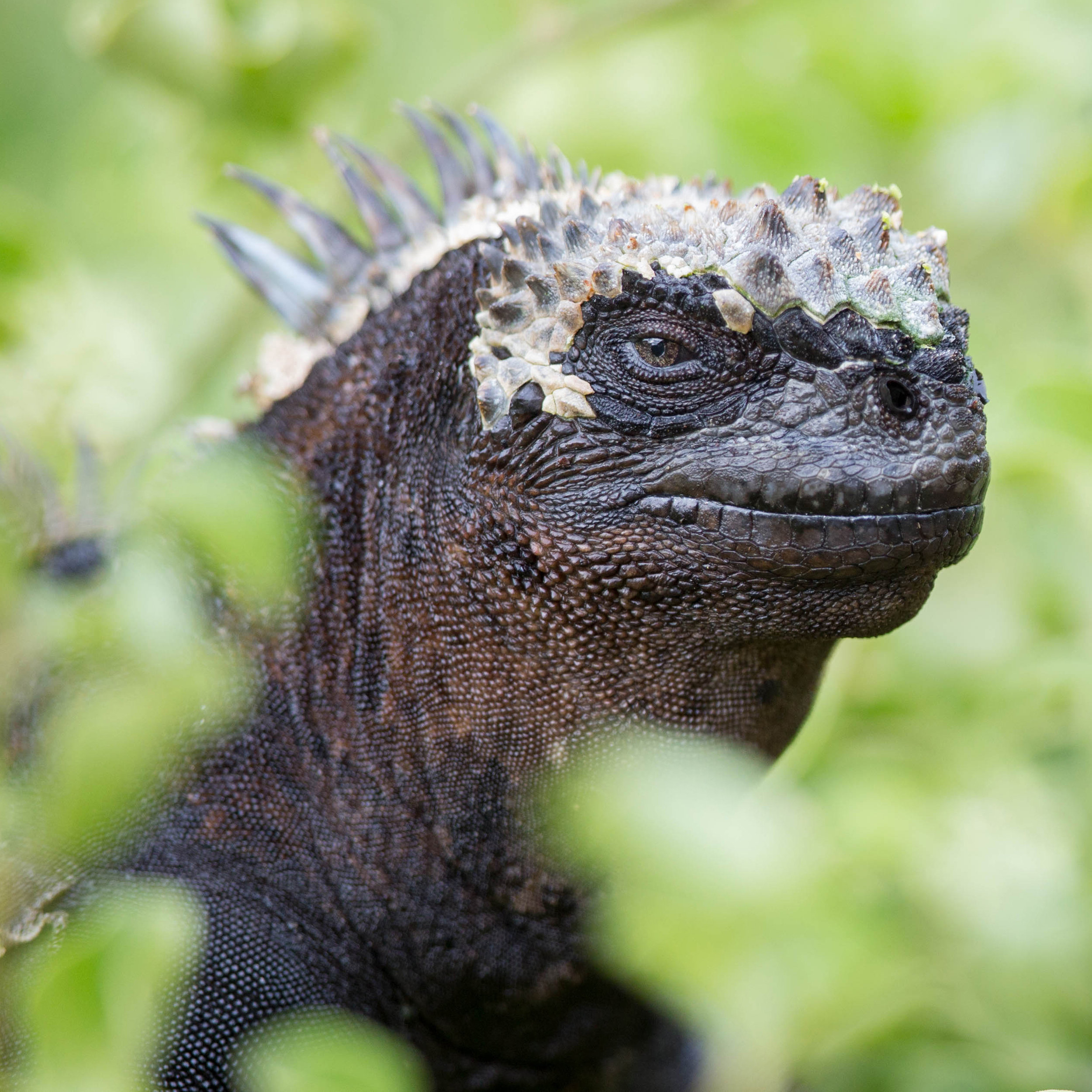 galapagosicon.jpg