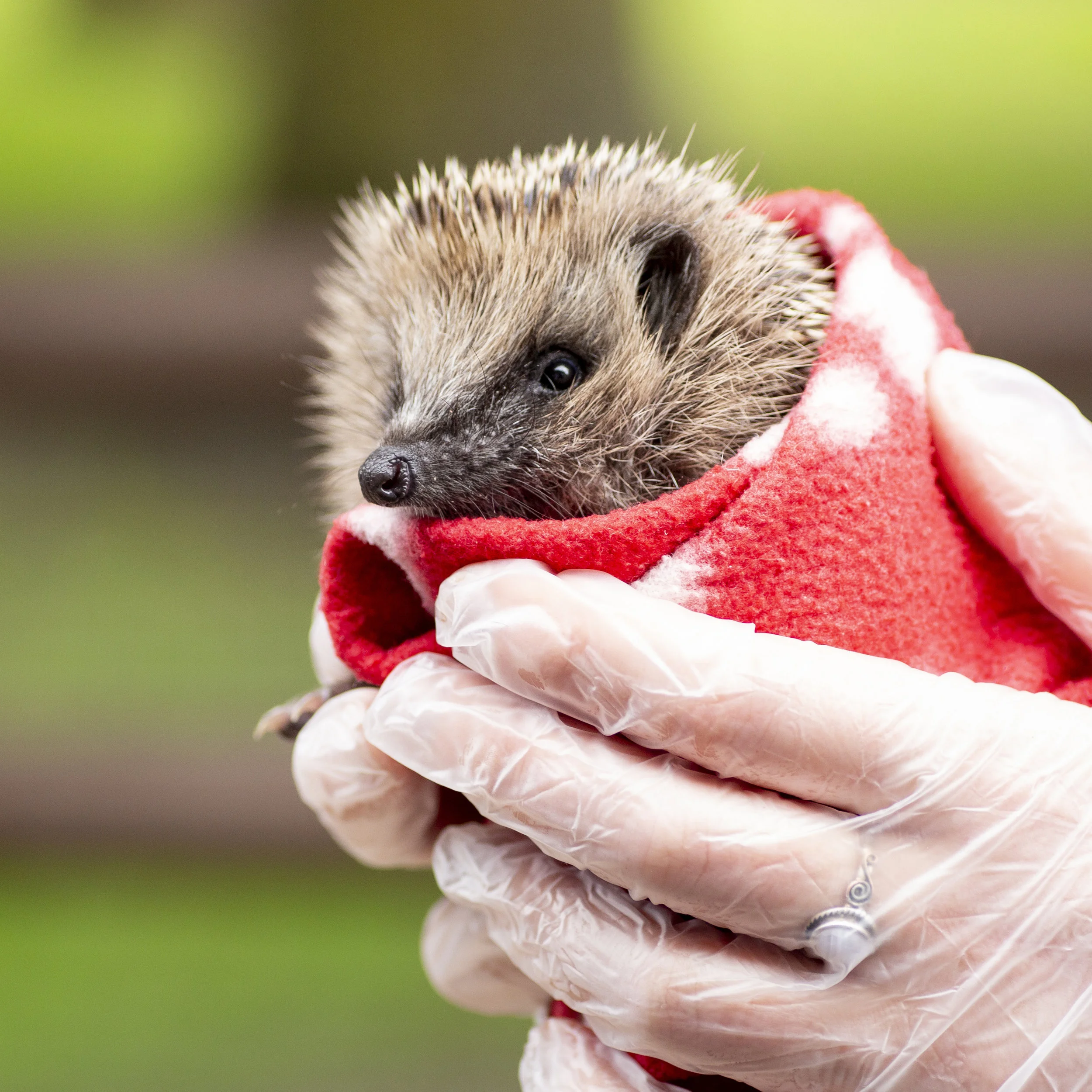 hedgehog icon.jpg