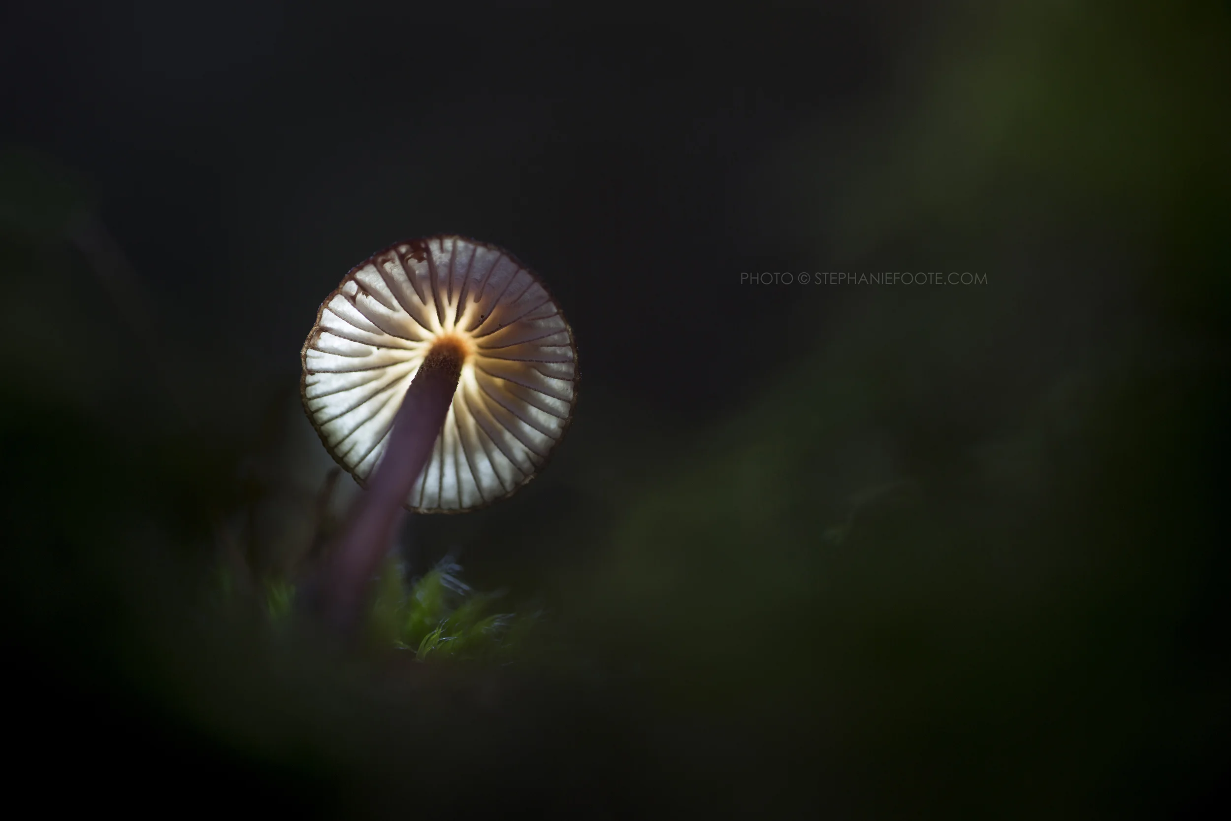 fungi2.jpg