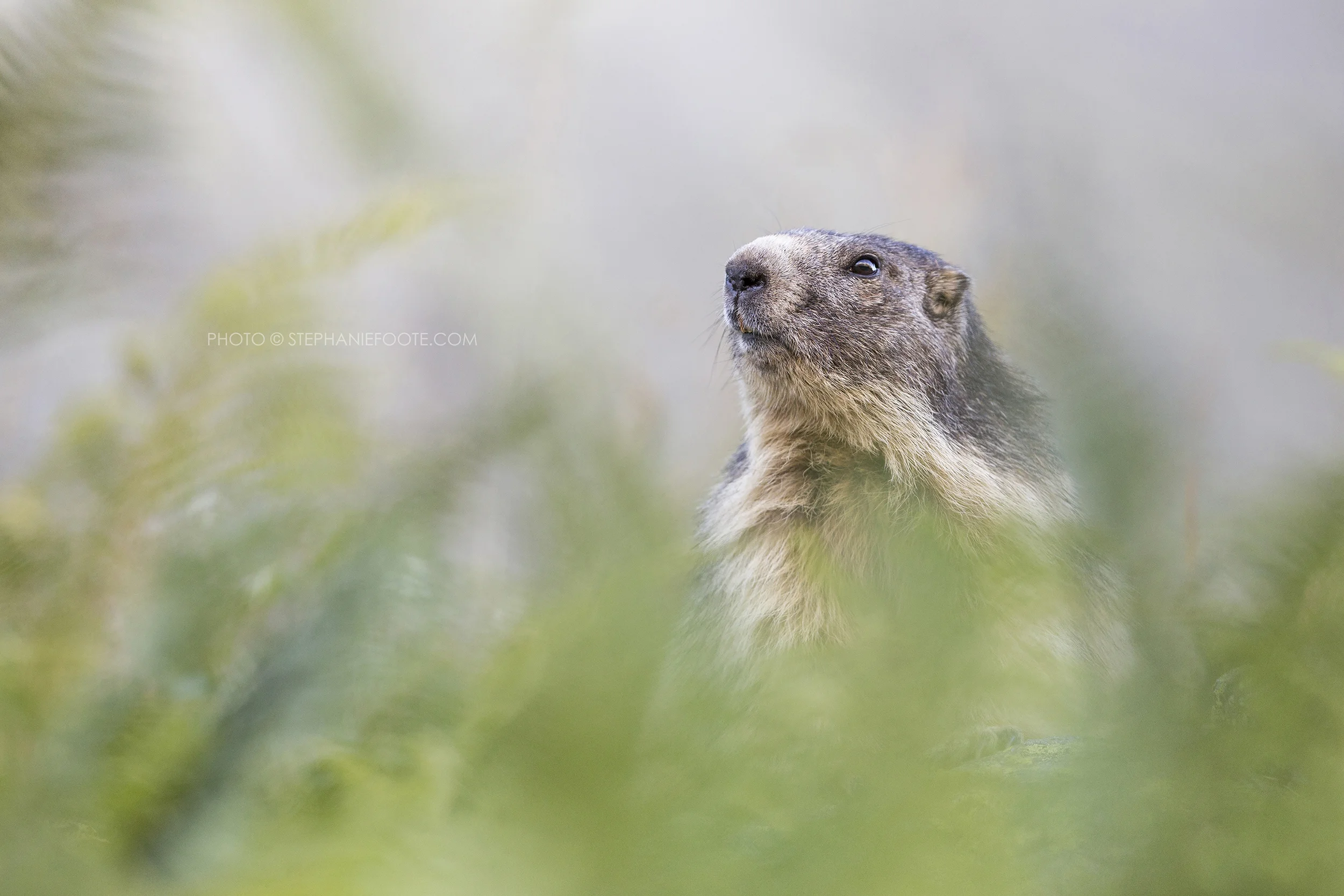 summermarmot2.jpg