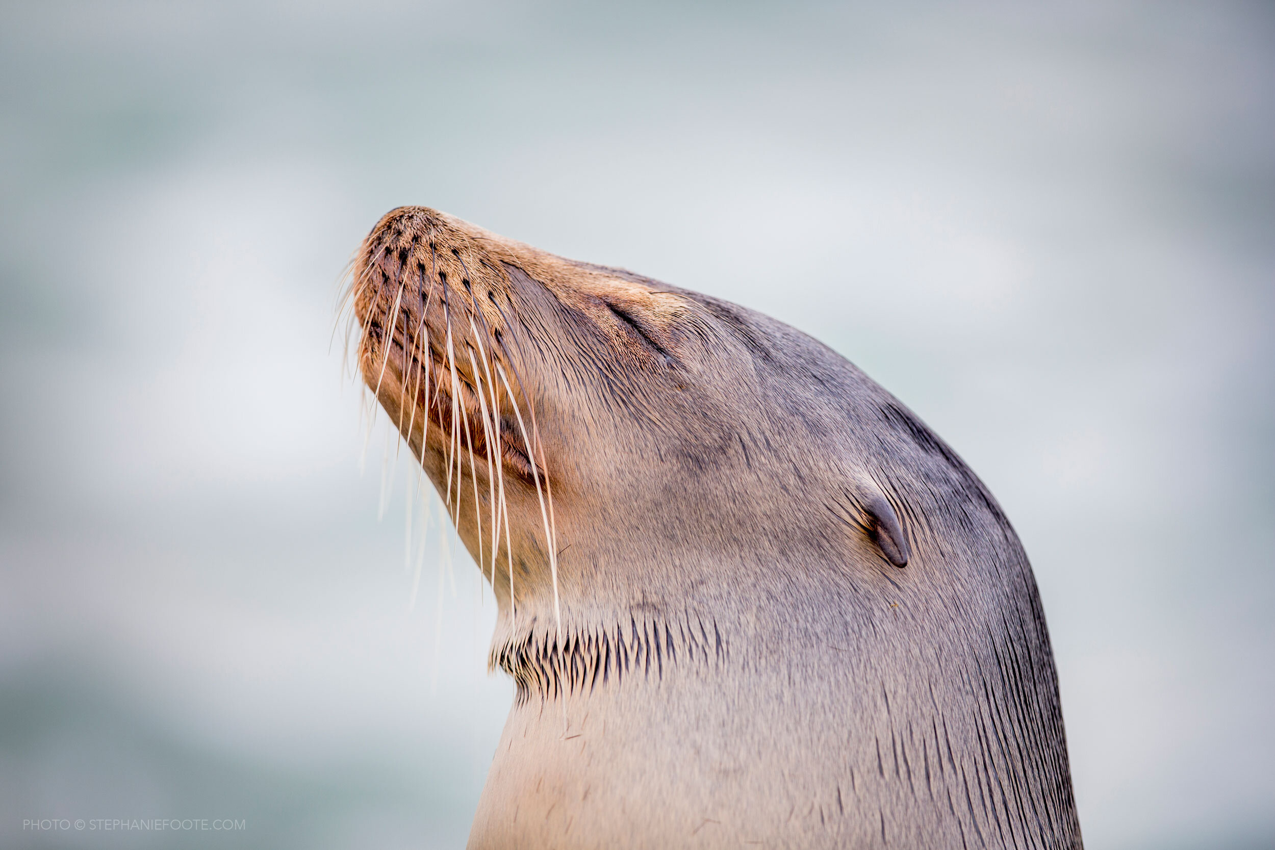 Sea-Lion,-Galapagos-Islands-by-Stephanie-Foote.jpg