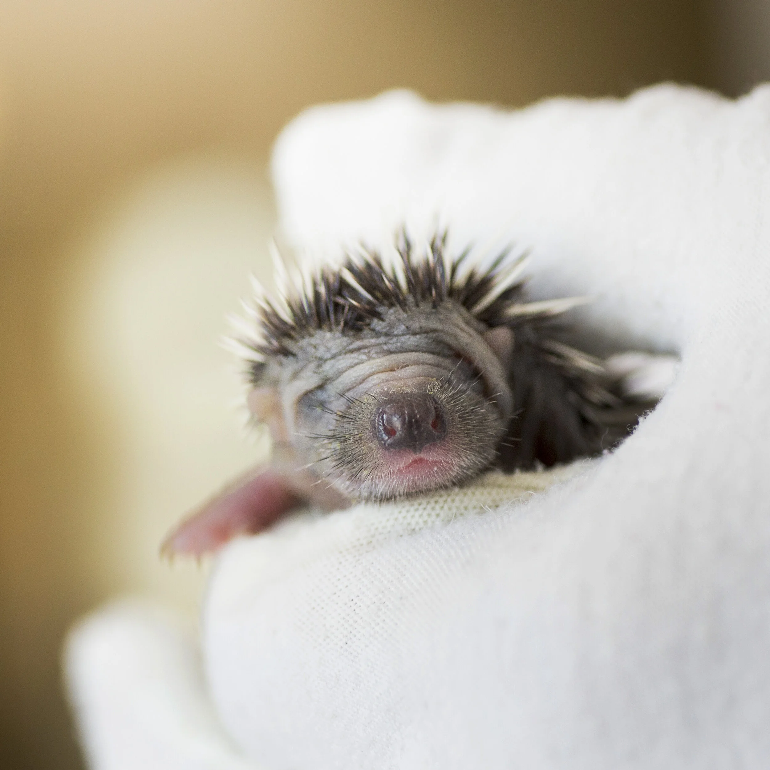 NL5A9904HedgehogsAtRisk1.jpg