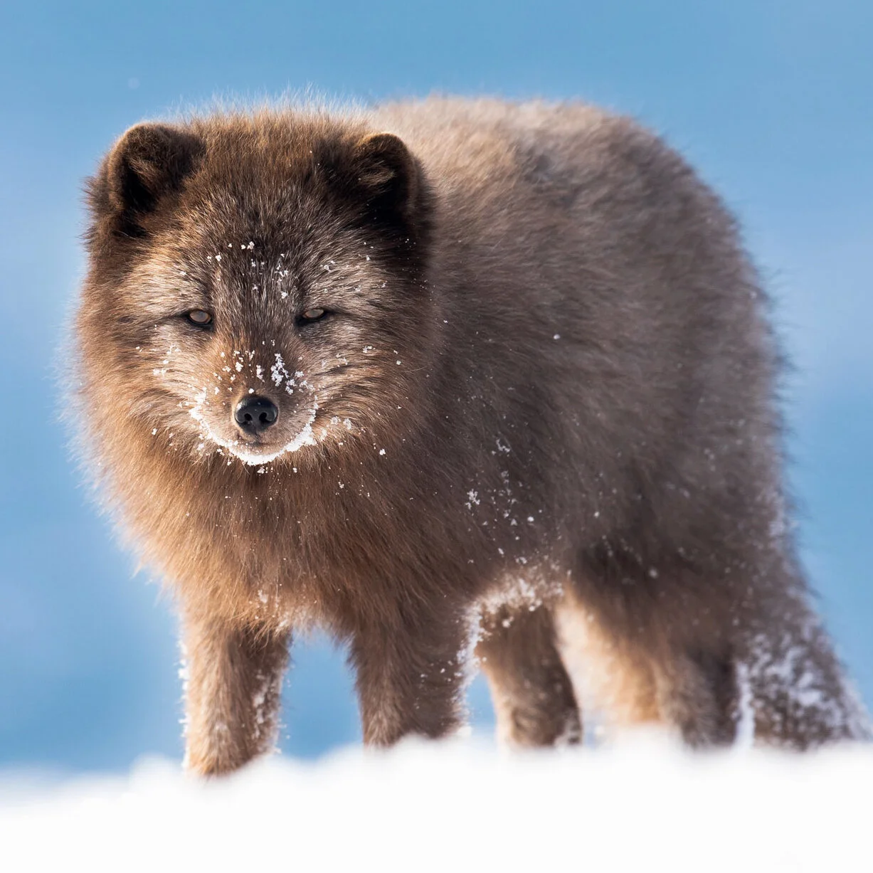 Arctic-fox-post-1 copy.jpg