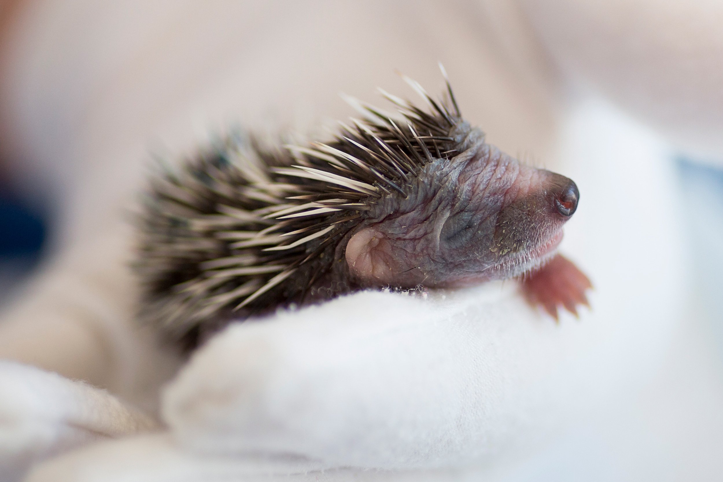 Stephanie-Foote-NL5A9776HedgehogsAtRisk2.jpg