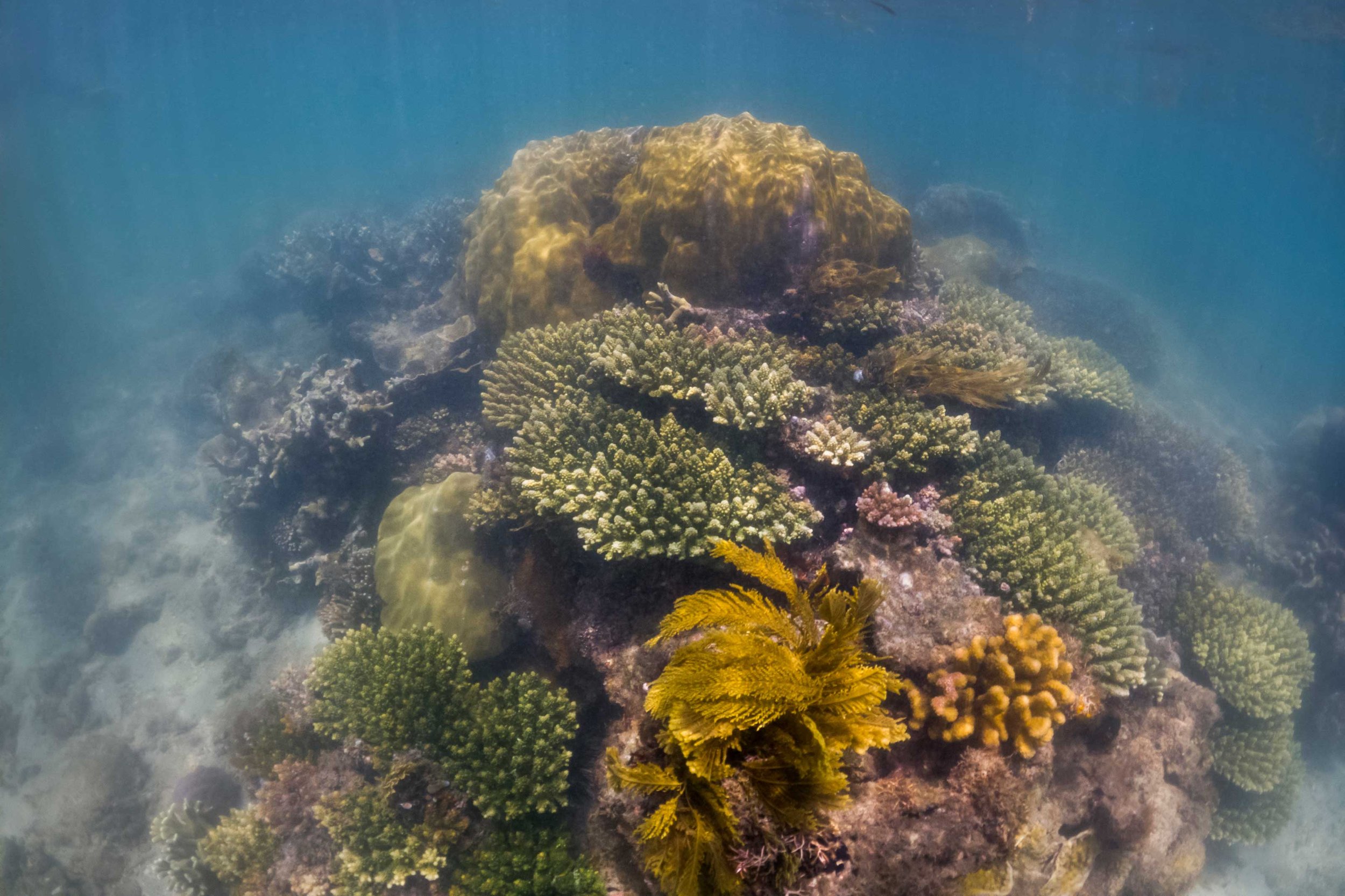 Reef,-Stephanie-Foote-Reefolution-GOPR0857.jpg