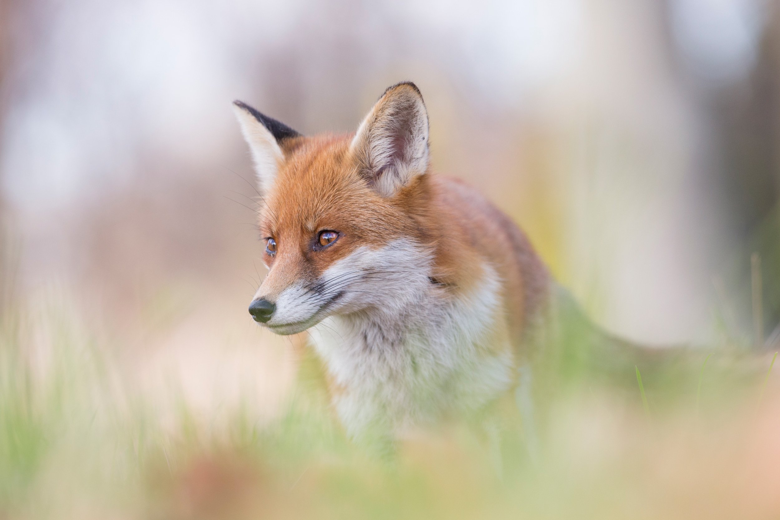 NL5A0025-Red-Fox-Stephanie-Foote.jpg