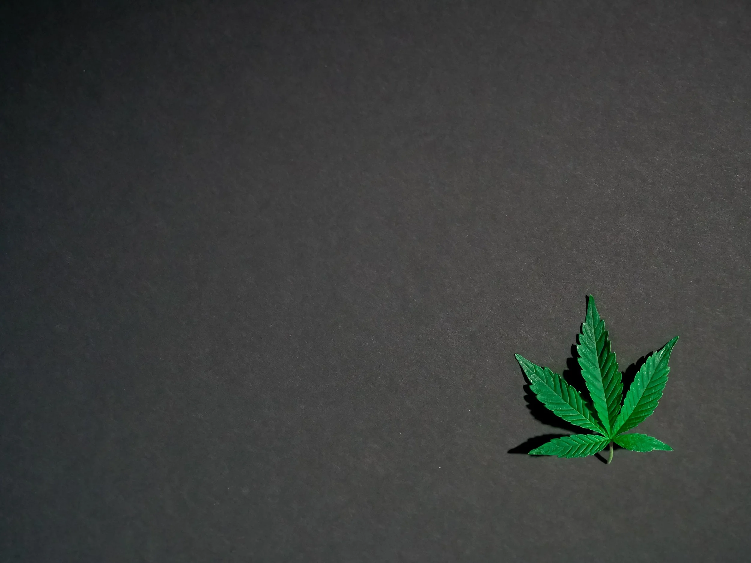 NYC 4/20 EVENT ROUND-UP