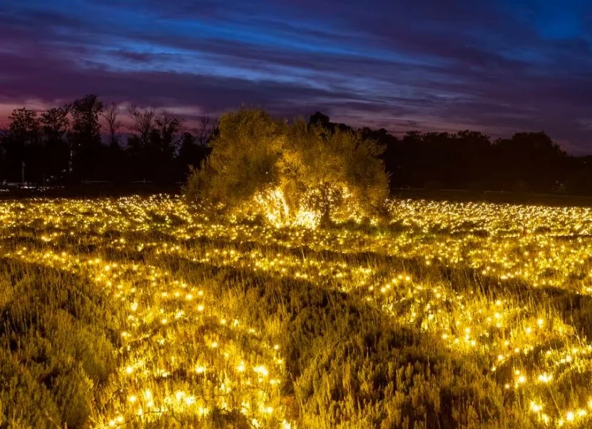 CHRISTMAS NIGHTS AT 123 FARMS, CHERRY VALLEY