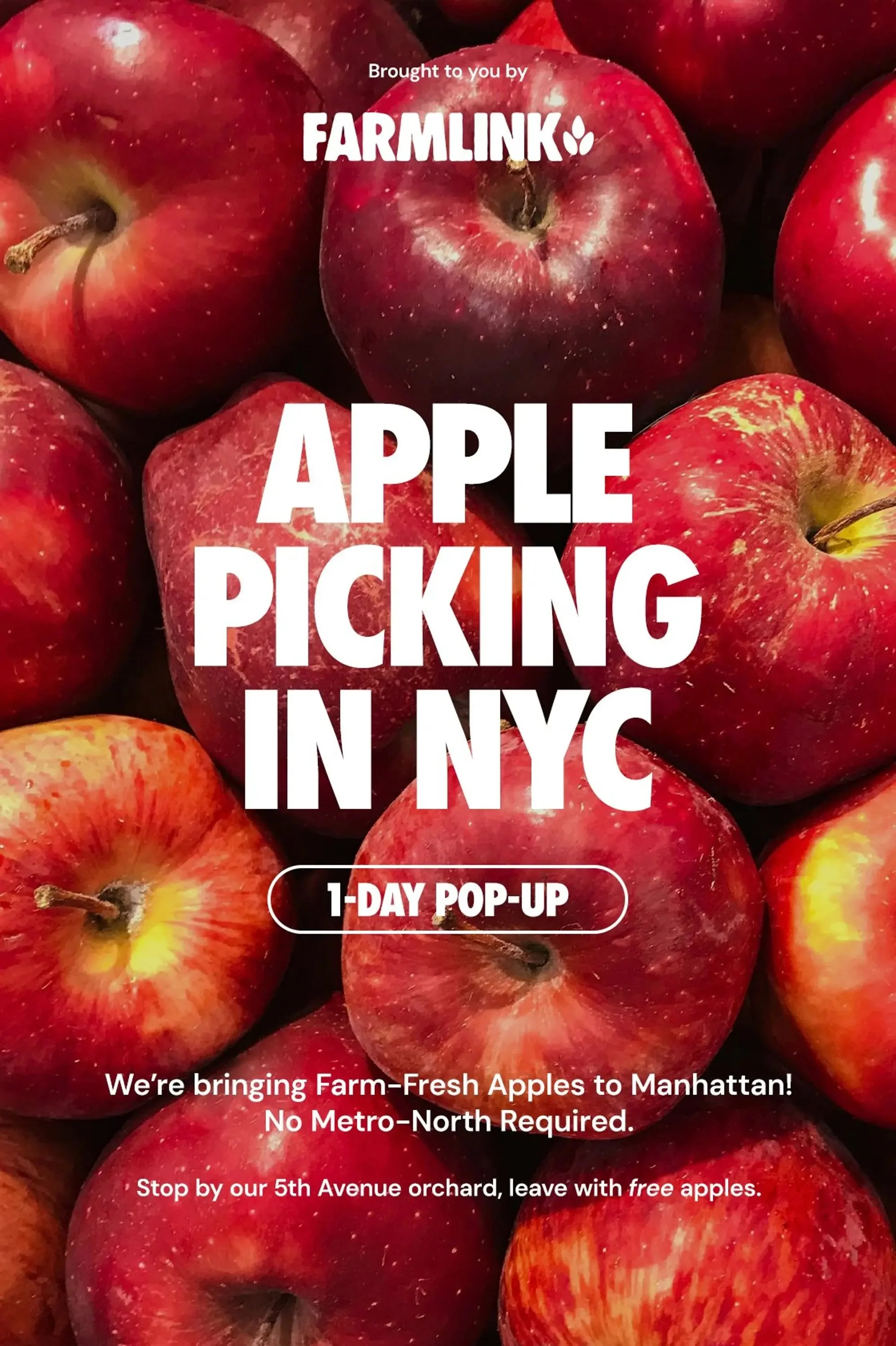 APPLE PICKING IN NYC BY THE FARMLINK PROJECT, NYC