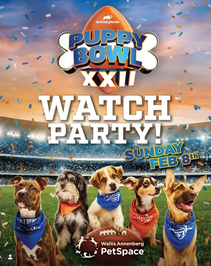 PUPPY BOWL XXII WATCH PARTY, LA