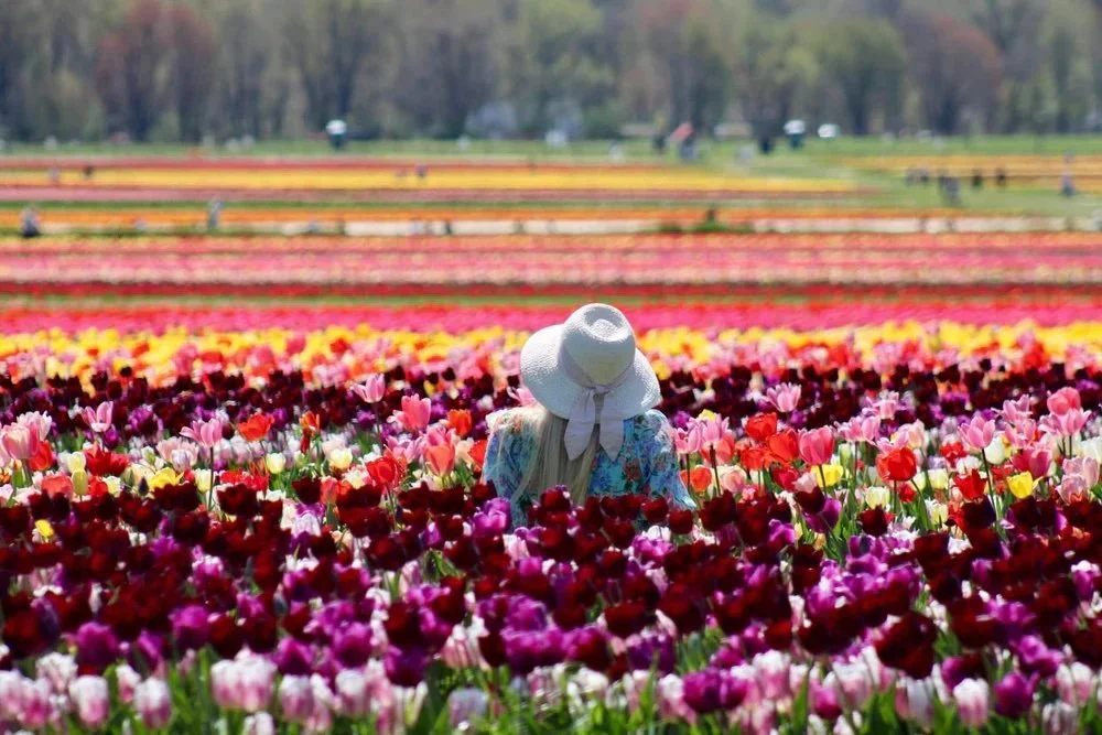 U-PICK TULIPS: SPRING SPECTACULAR, NJ