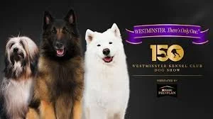 THE 150TH ANNUAL WESTMINSTER KENNEL CLUB DOG SHOW, NYC