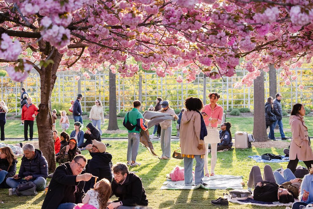 HANAMI NIGHTS AT BROOKLYN BOTANIC GARDEN, NYC