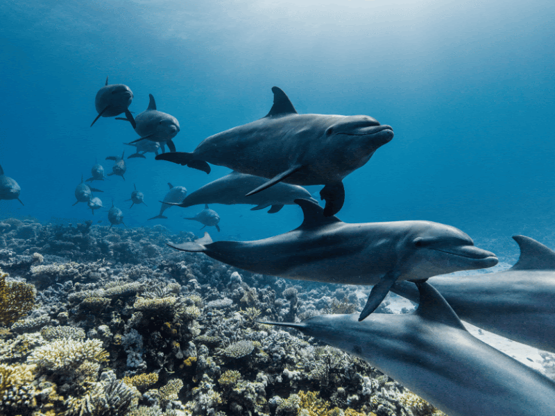 OCEAN WITH DAVID ATTENBOROUGH + Q&amp;A, LA