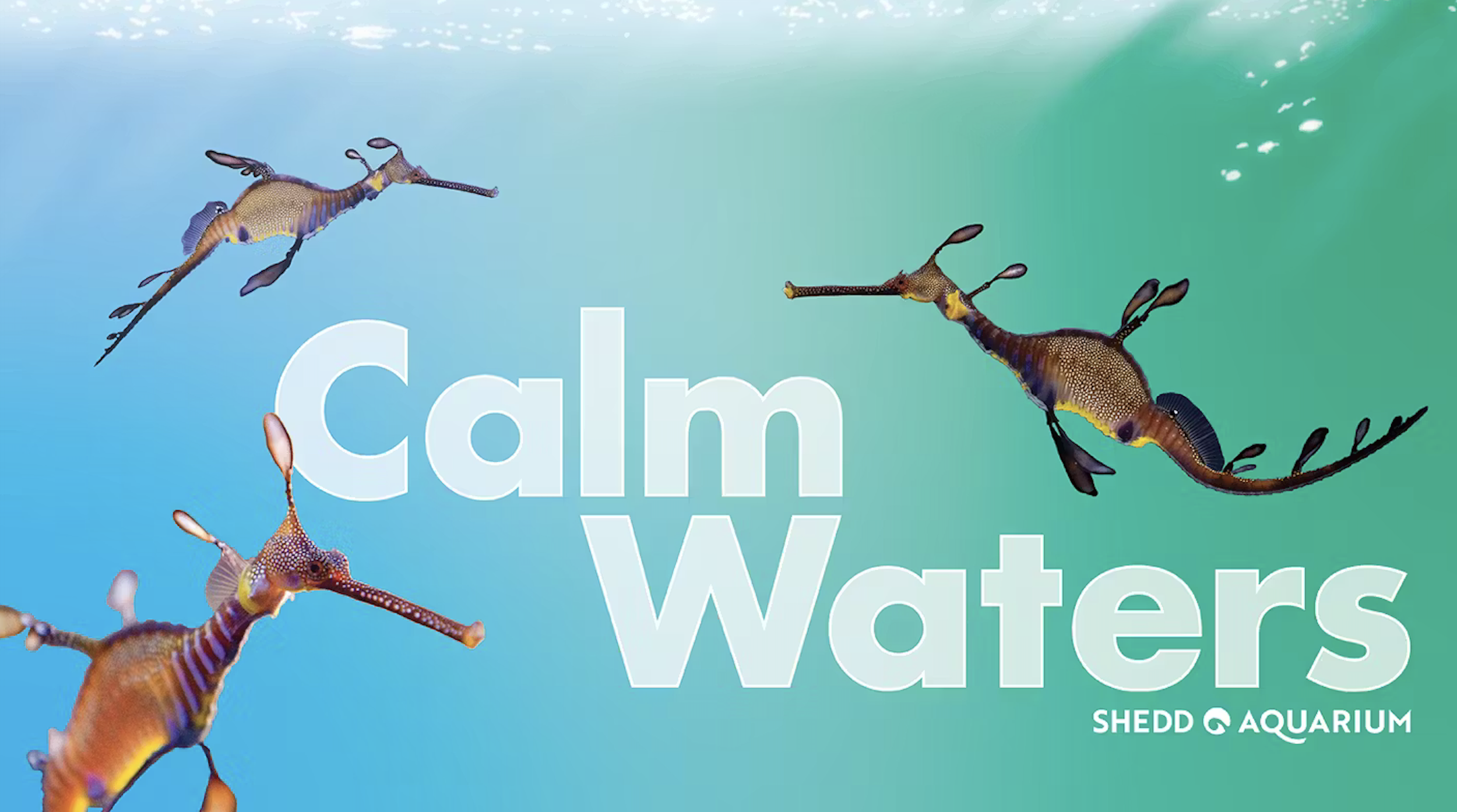 CALM WATERS @ SHEDD AQUARIUM, CHICAGO