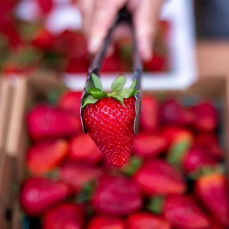CALIFORNIA STRAWBERRY FESTIVAL, VENTURA