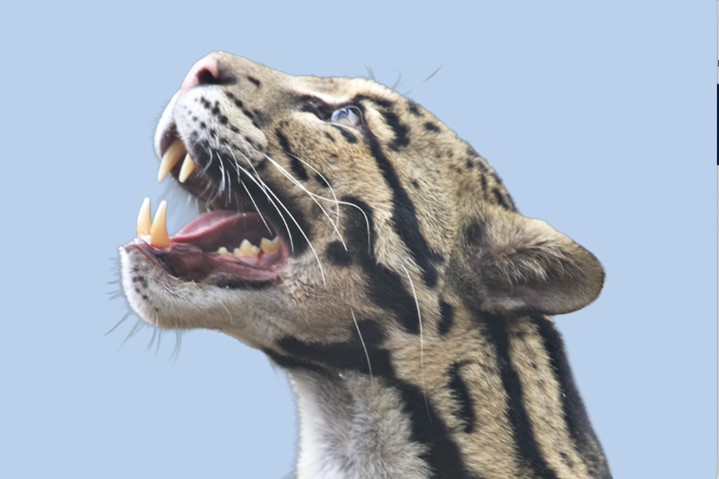 INTERNATIONAL CAT DAY AT THE SMITHSONIAN ZOO, DC