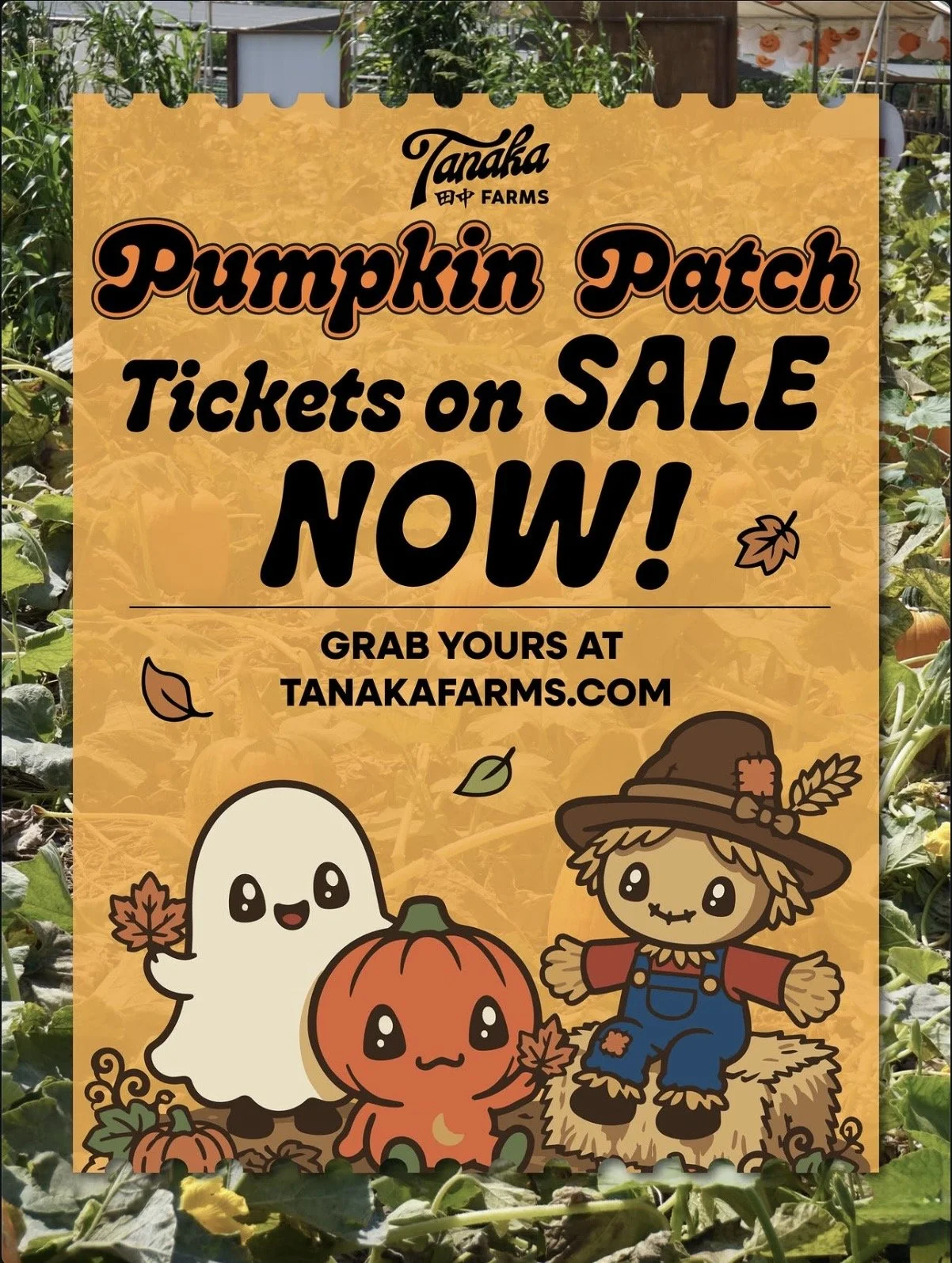 TANAKA FARMS PUMPKIN PATCH, OC