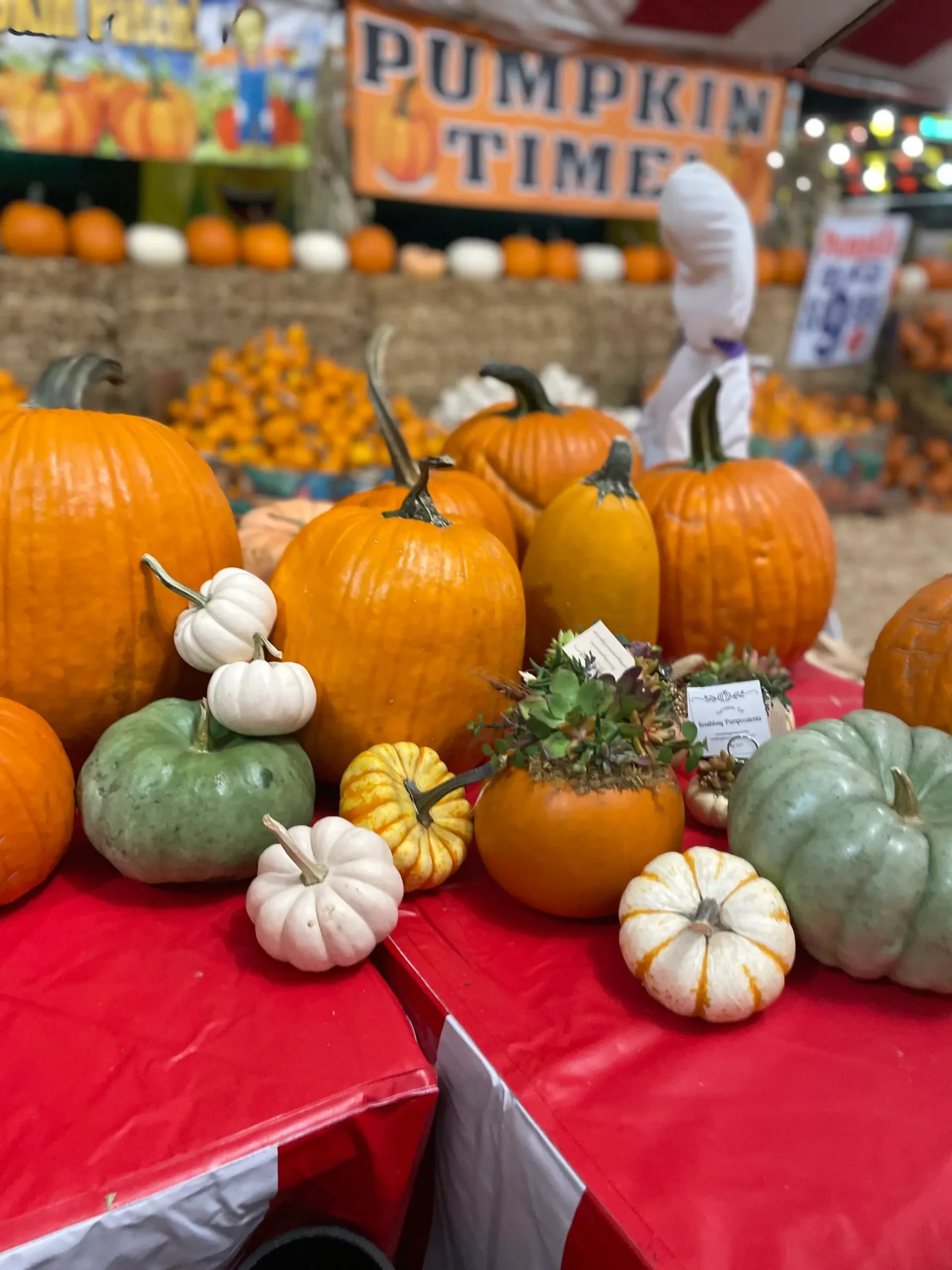 PASADENA PUMPKIN PATCH BY TAGHAVI FARMS, LA