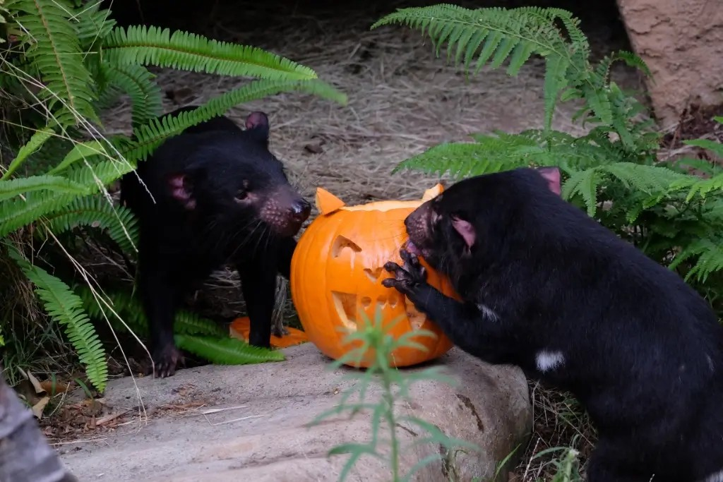 2026 BOO AT THE LA ZOO, LA