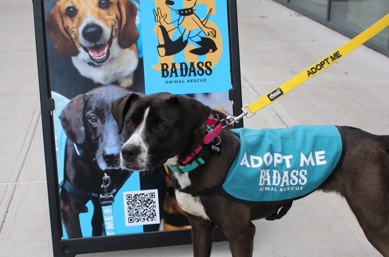ADOPTABLE PUPS IN HALLOWEEN COSTUMES AND YAPPY HOUR, NYC 