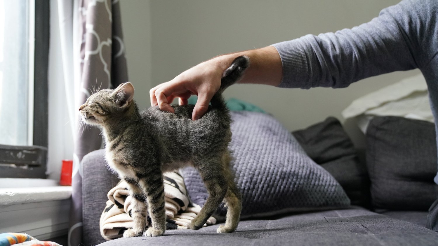 How Much Does It Cost to Adopt a Cat: True Expenses Revealed
