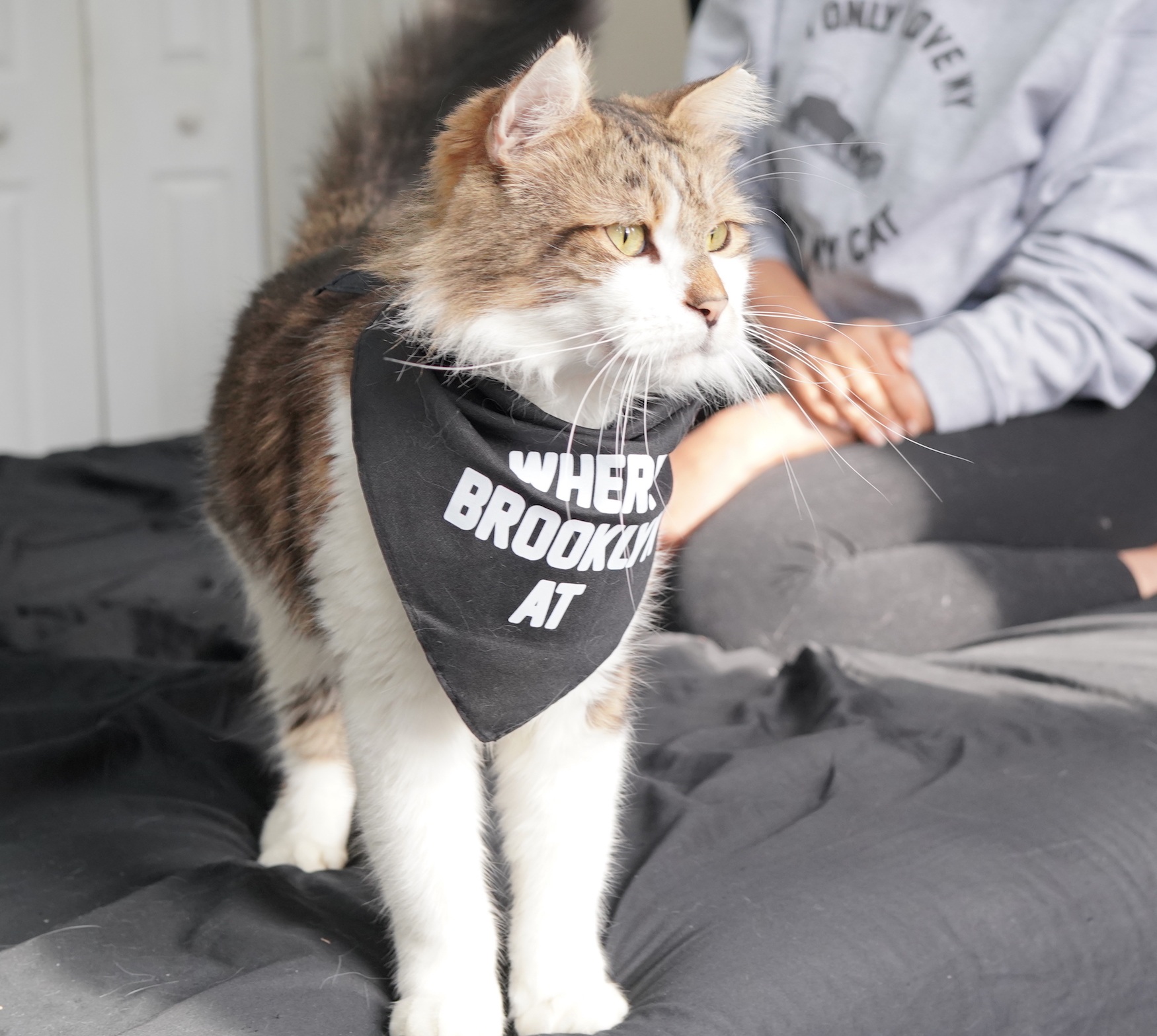 Kitten Adoption Brooklyn The Y Guide