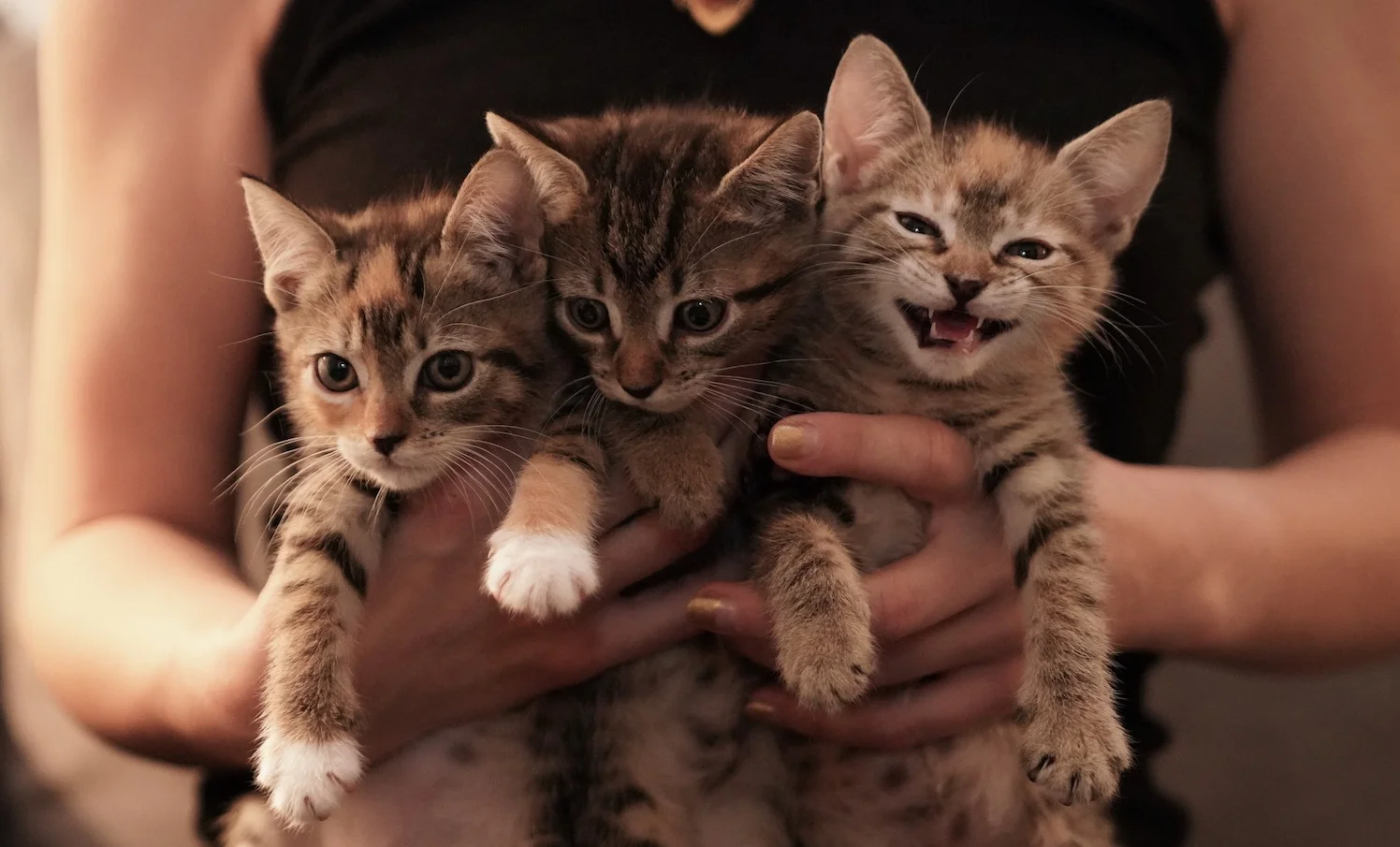 foster cats and kittens