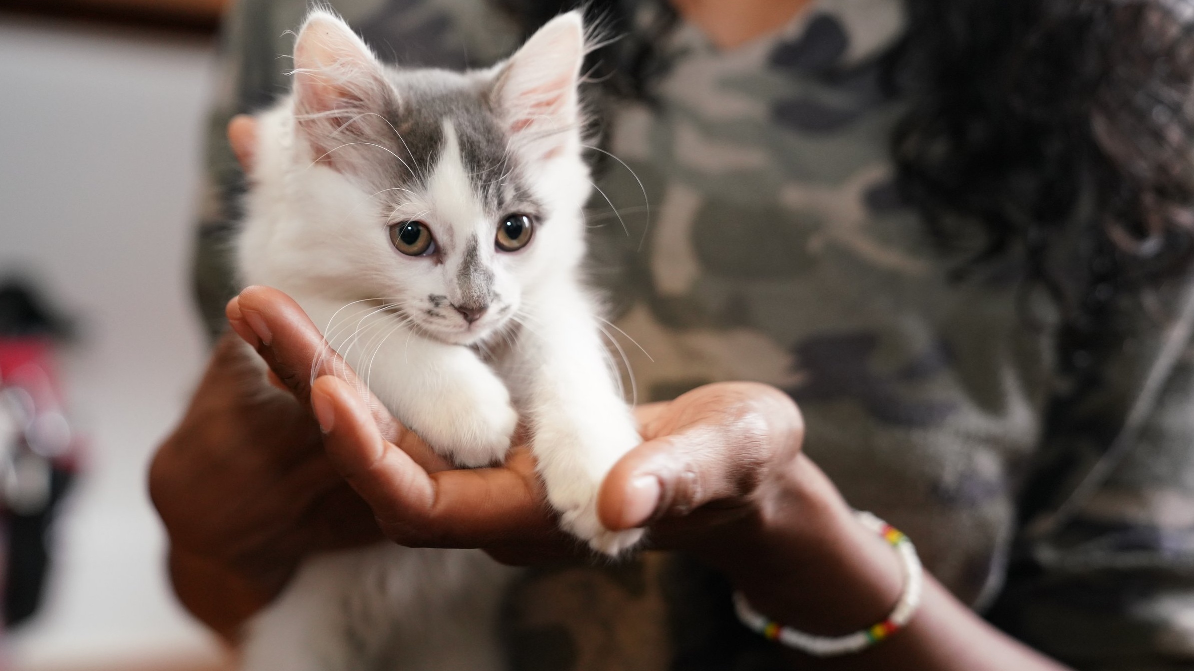 Spay+neuter+image.jpg