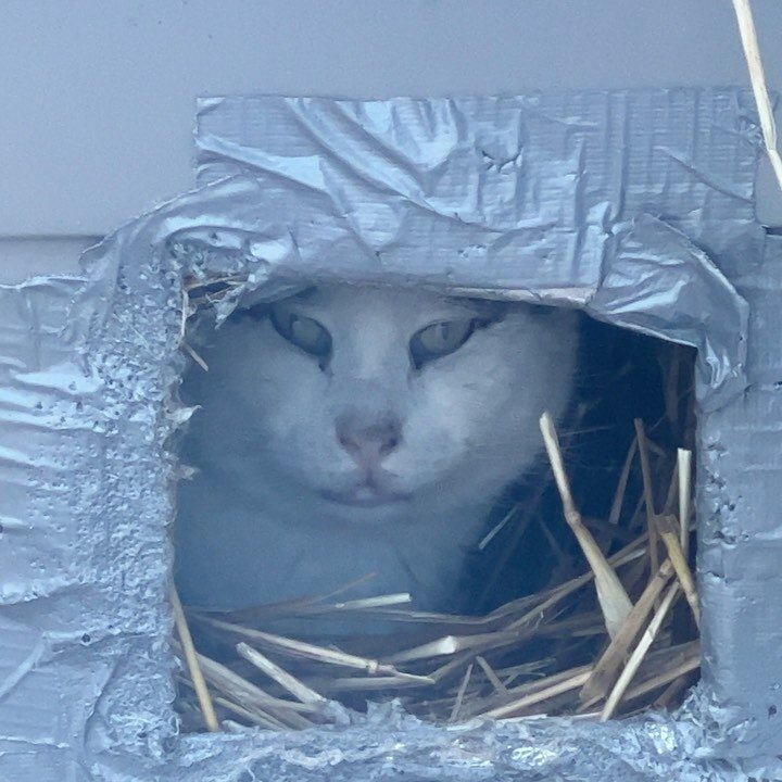 Maury powers down for a nap in his cozy shelter after breakfast. Every community cat like him has a story that can teach us about the overpopulation crisis. He was born in 2015 (we think), and became one of the dads from a litter of 8 kittens the nex