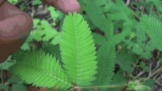 giphy (5).gif