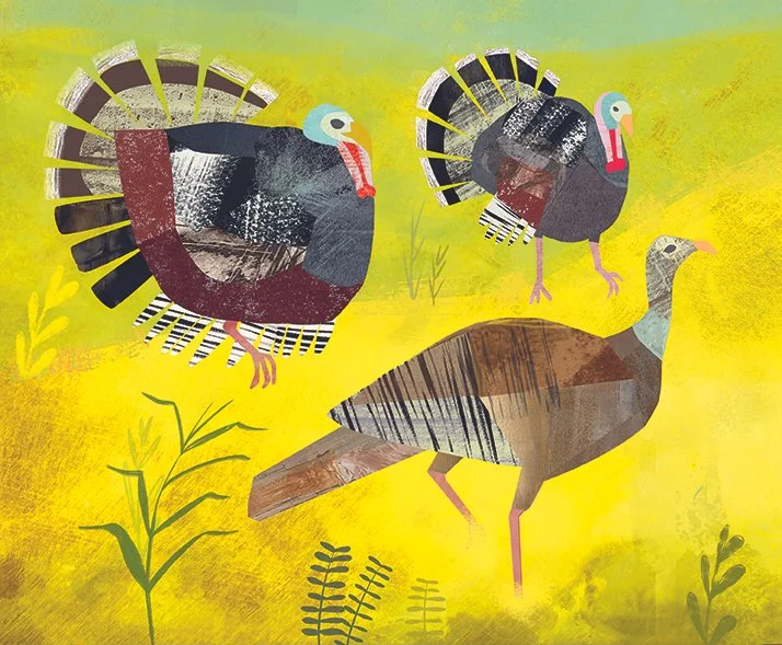 Turkeys