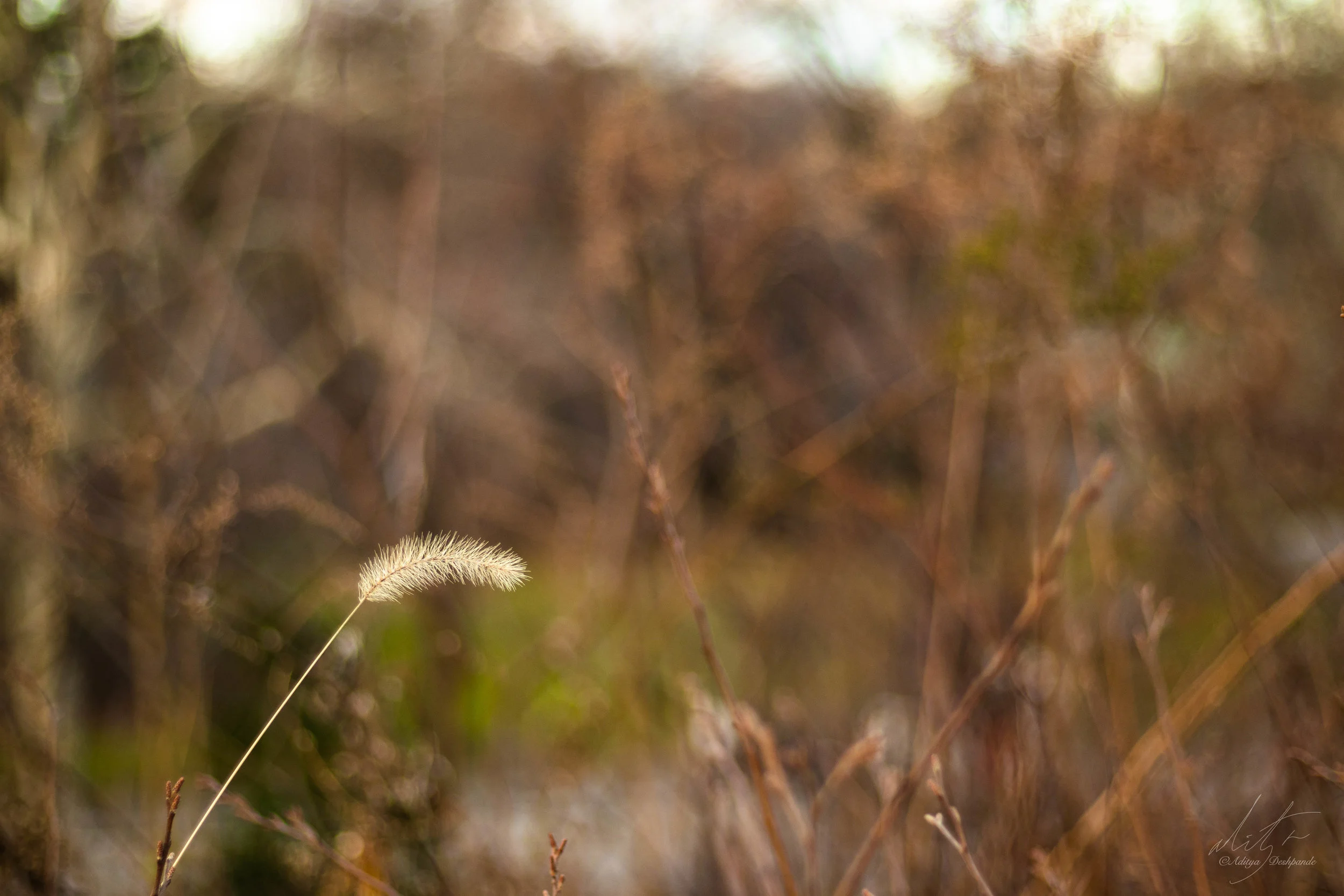 Grass