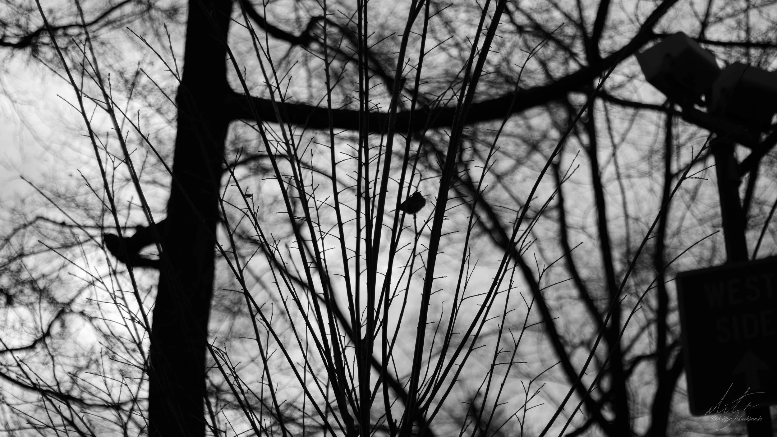 Bird in the bush