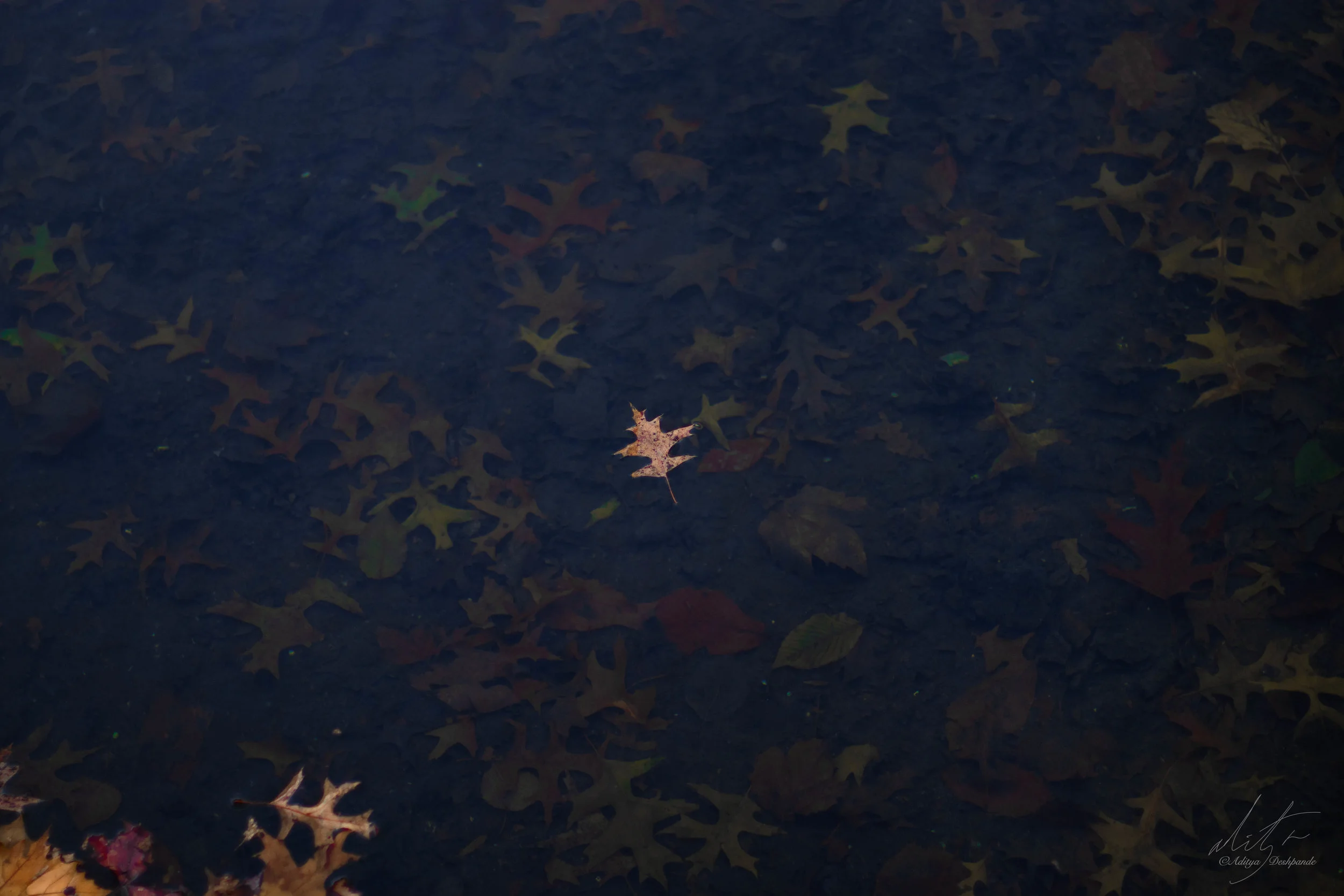 Pond of yesterday