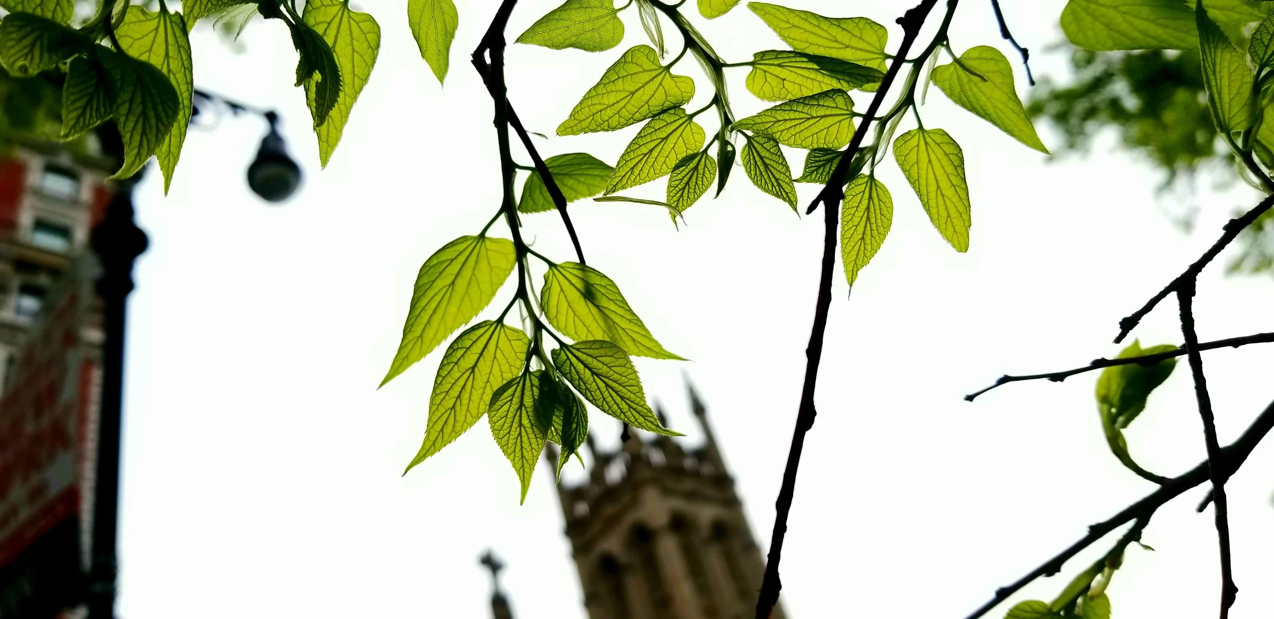 Leaves in summer