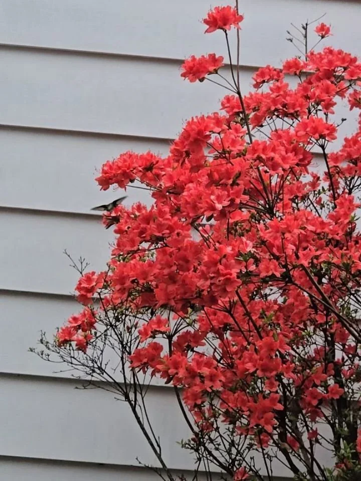 This Earth Day I'm thinking about the nature right in front of me, not the bucket list spots, but the everyday ones. 

What you see habitually is still a gift. 

Someone, somewhere, would trade anything for your ordinary view 🌎