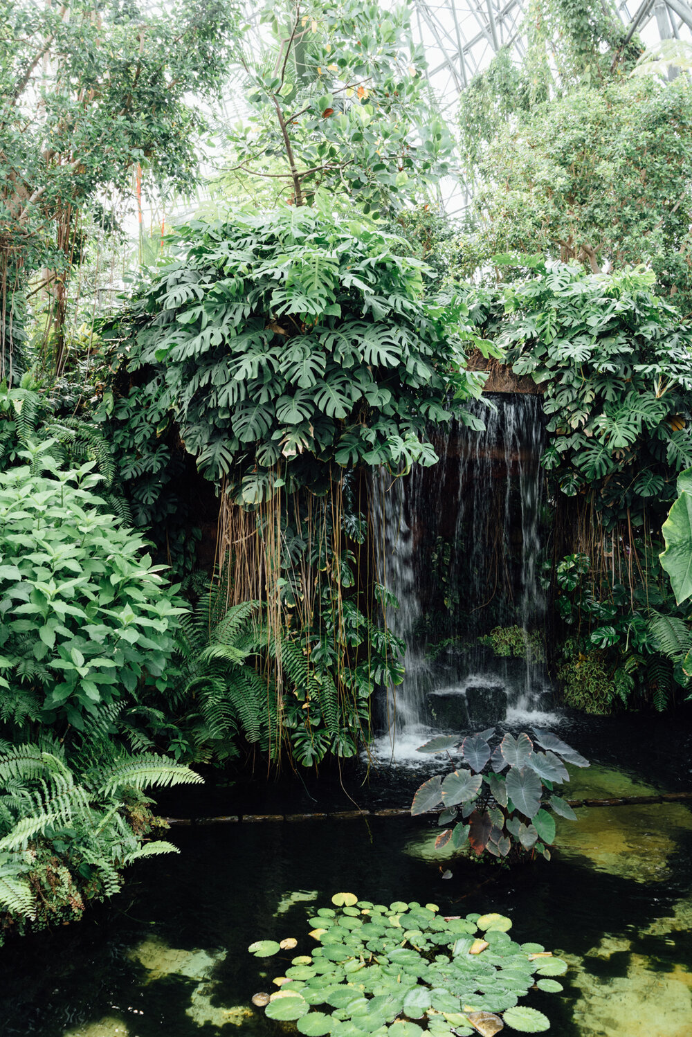 夢の島 熱帯 植物 館