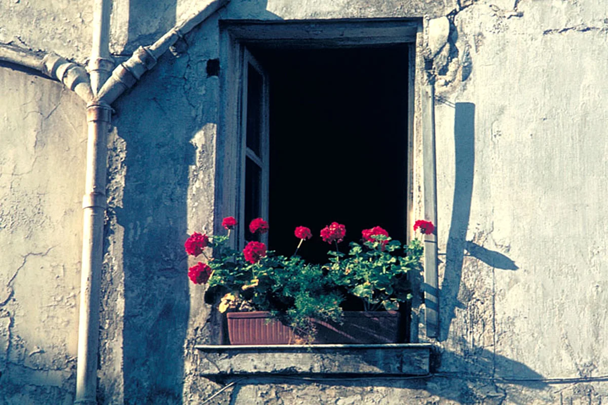 flowers.jpg