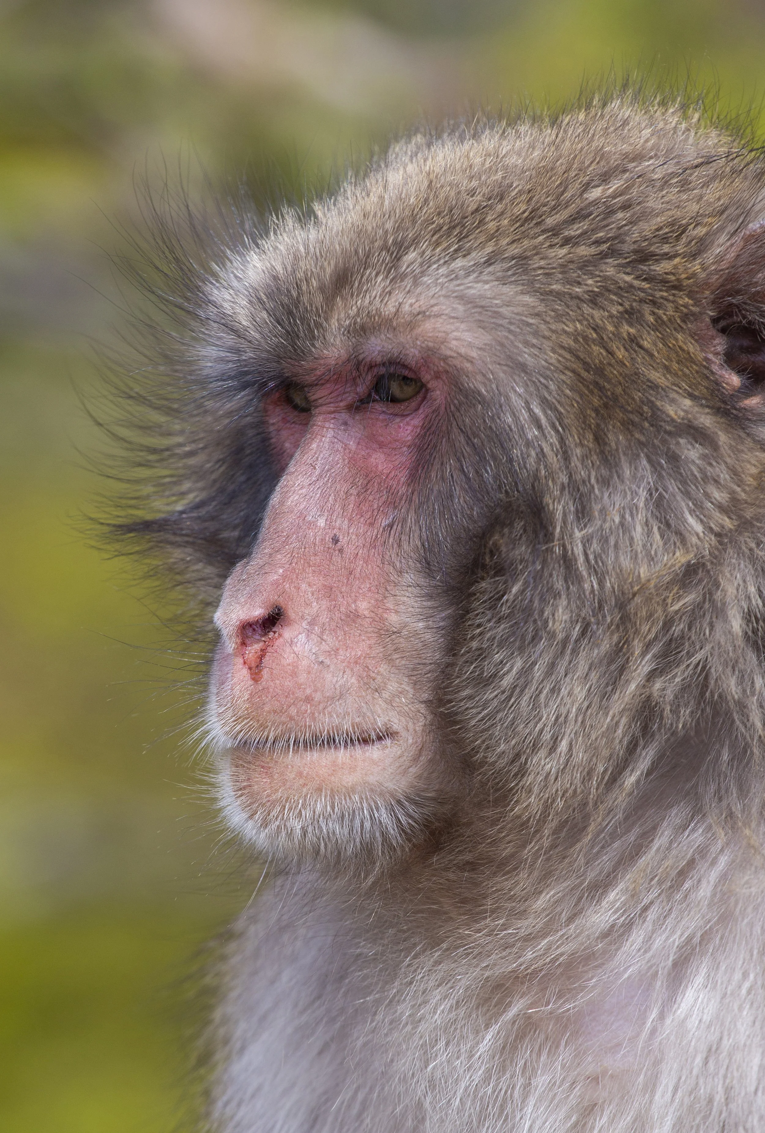 1Kyoto day2a 066.JPG