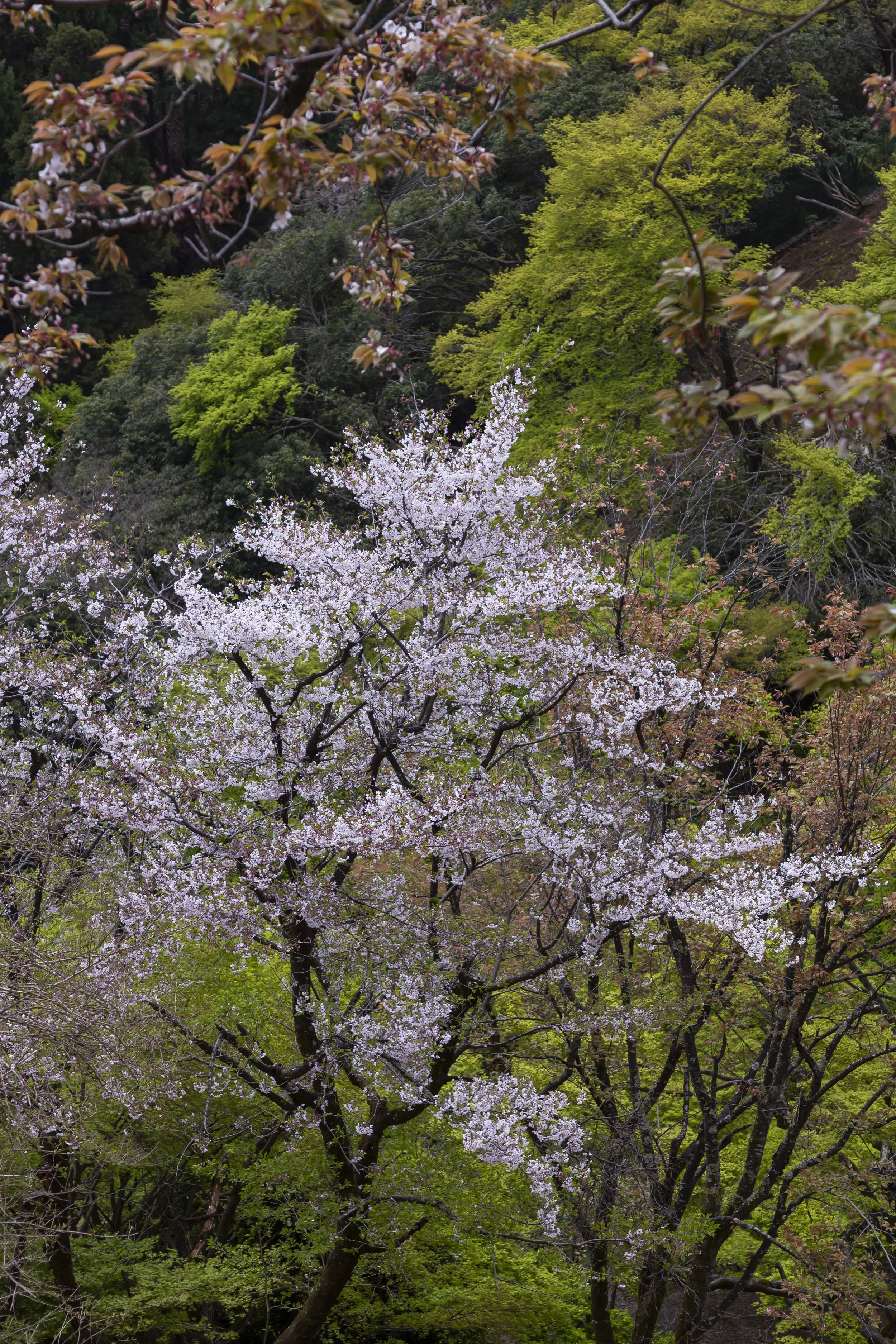 1Kyoto day2a 073.JPG