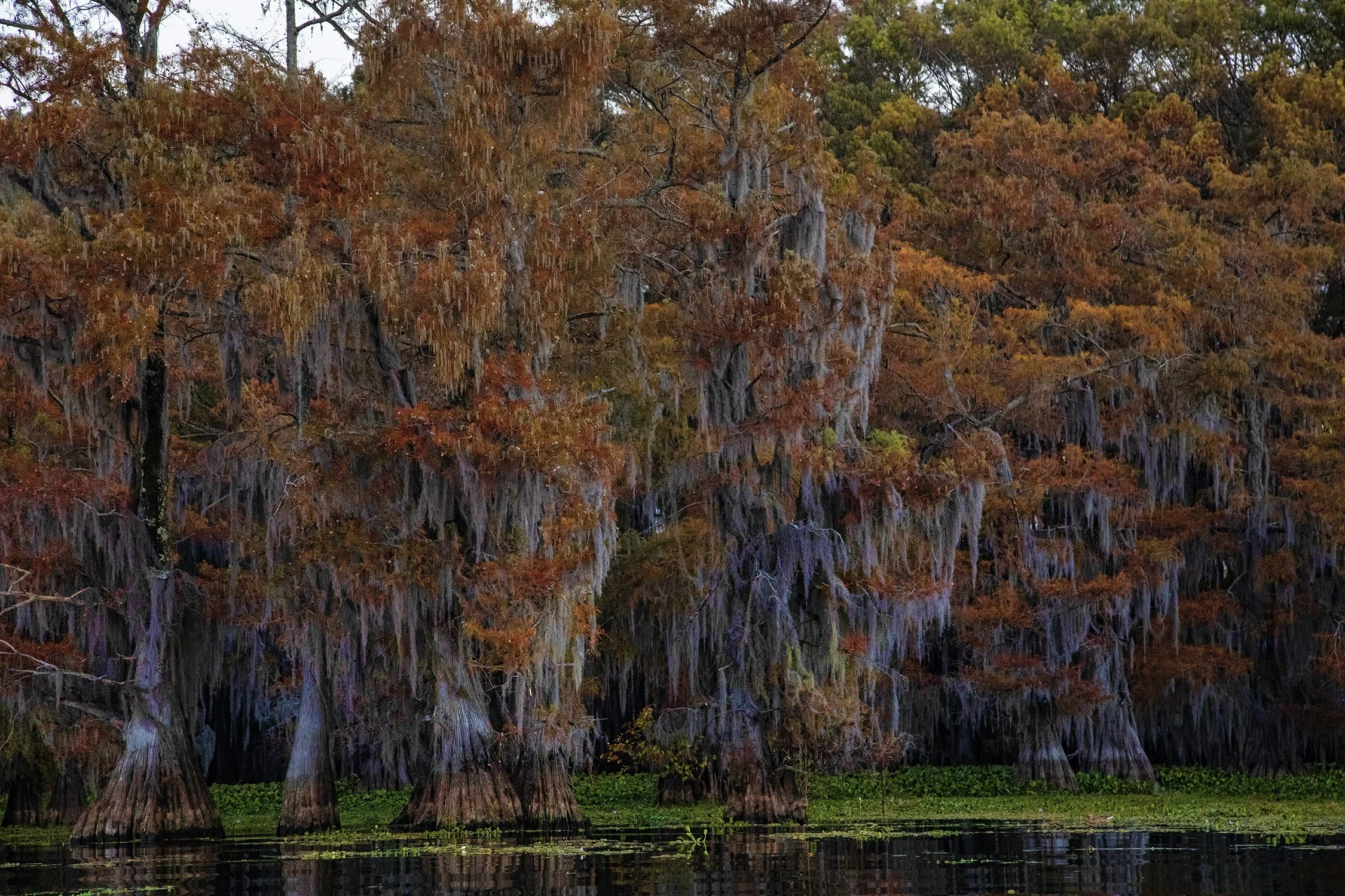 1Caddo 114.jpg