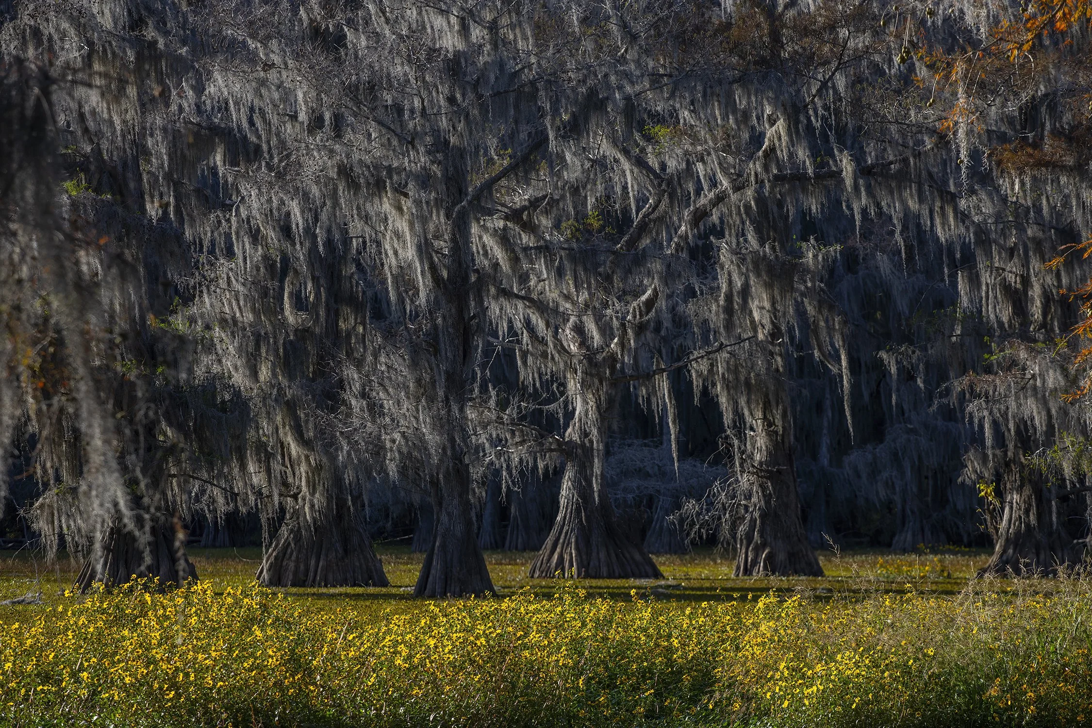 1Caddo 289.jpg