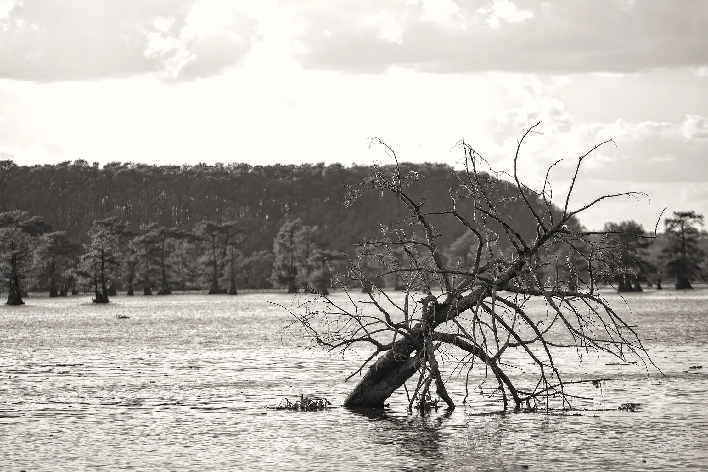 1Caddo 334 bw.jpg