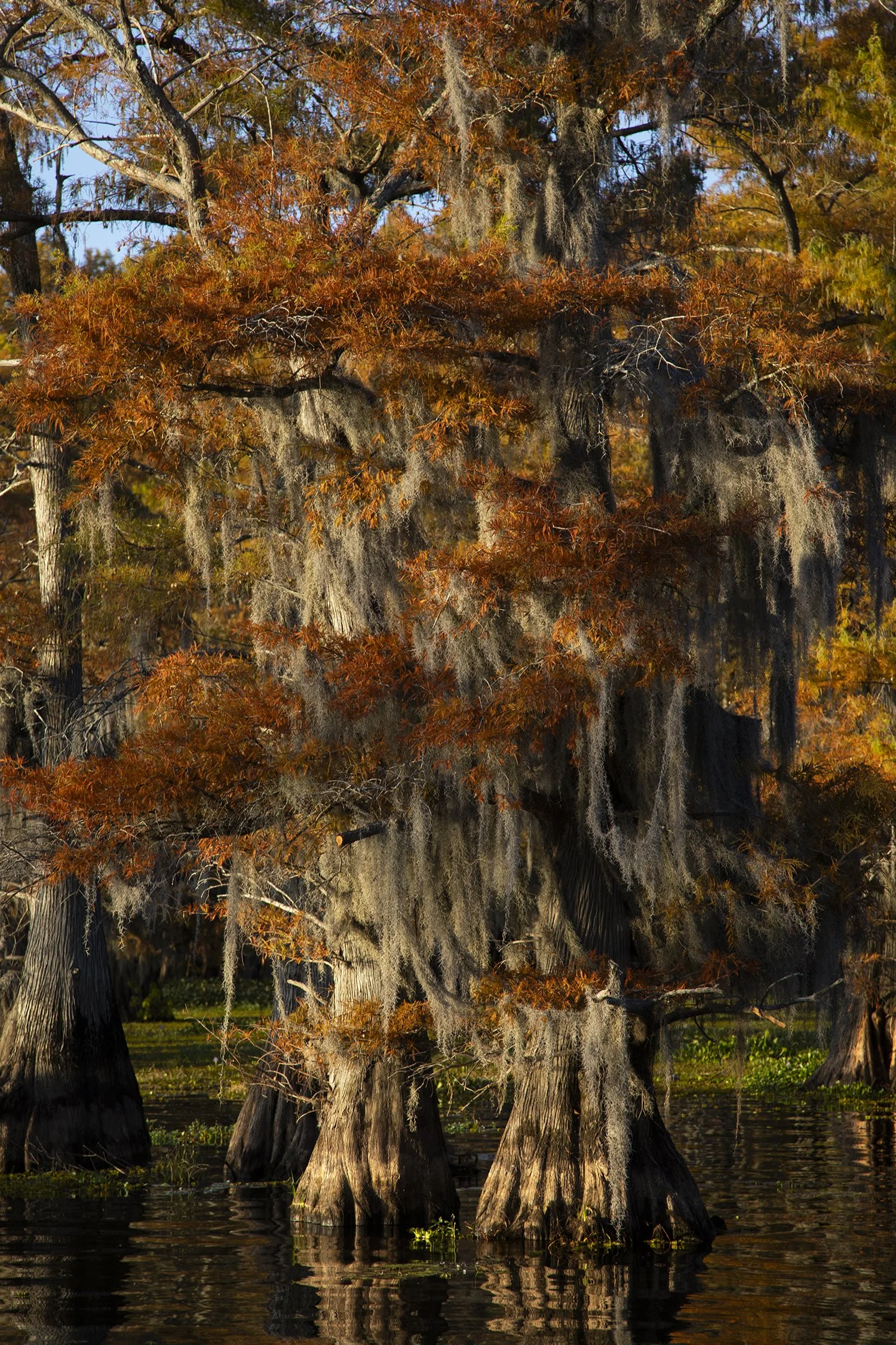 1Caddo 394.JPG