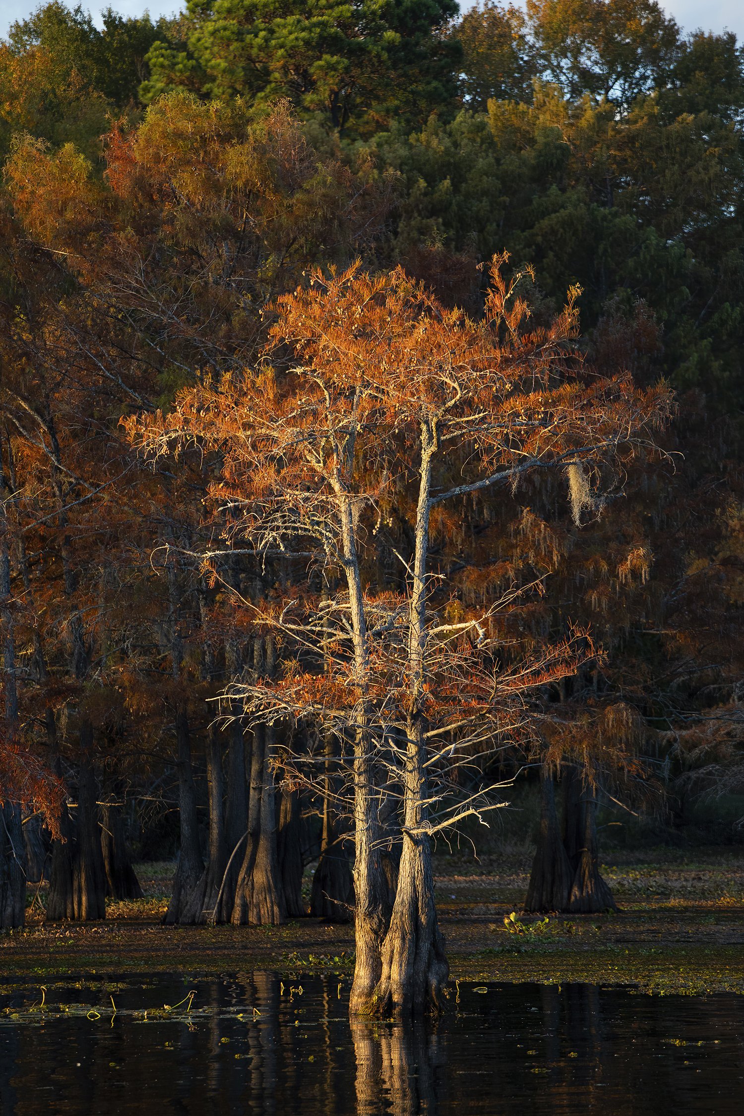 1Caddo 413.jpg