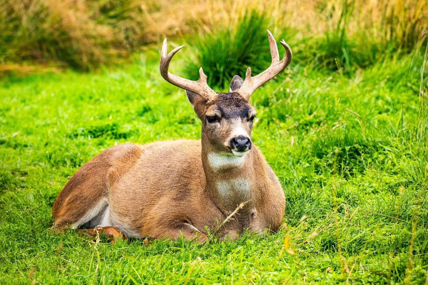 Alaska Gov. Dunleavy wants to transplant deer into the Mat-Su for hunters. State biologists say the project is likely to fail.
