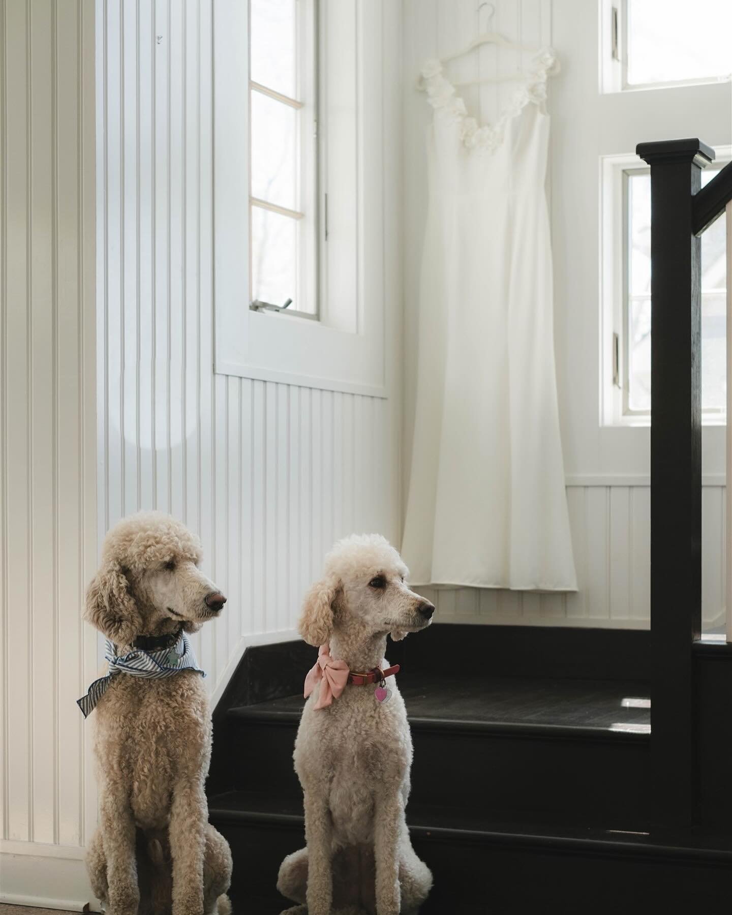 A ✨ dramatic pause ✨ for this dress and the cutest pups 🐶 some of the sweetest dogs that definitely needed their own special moment with this dress too 🫶

Did you involve your pet(s) in your wedding day? Lmk! ⬇️

CT wedding photographer, Connecticu